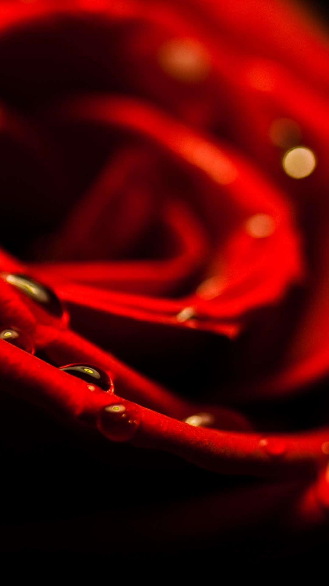 Red Rose Closeup Valentines Day #iPhone #plus #wallpaper