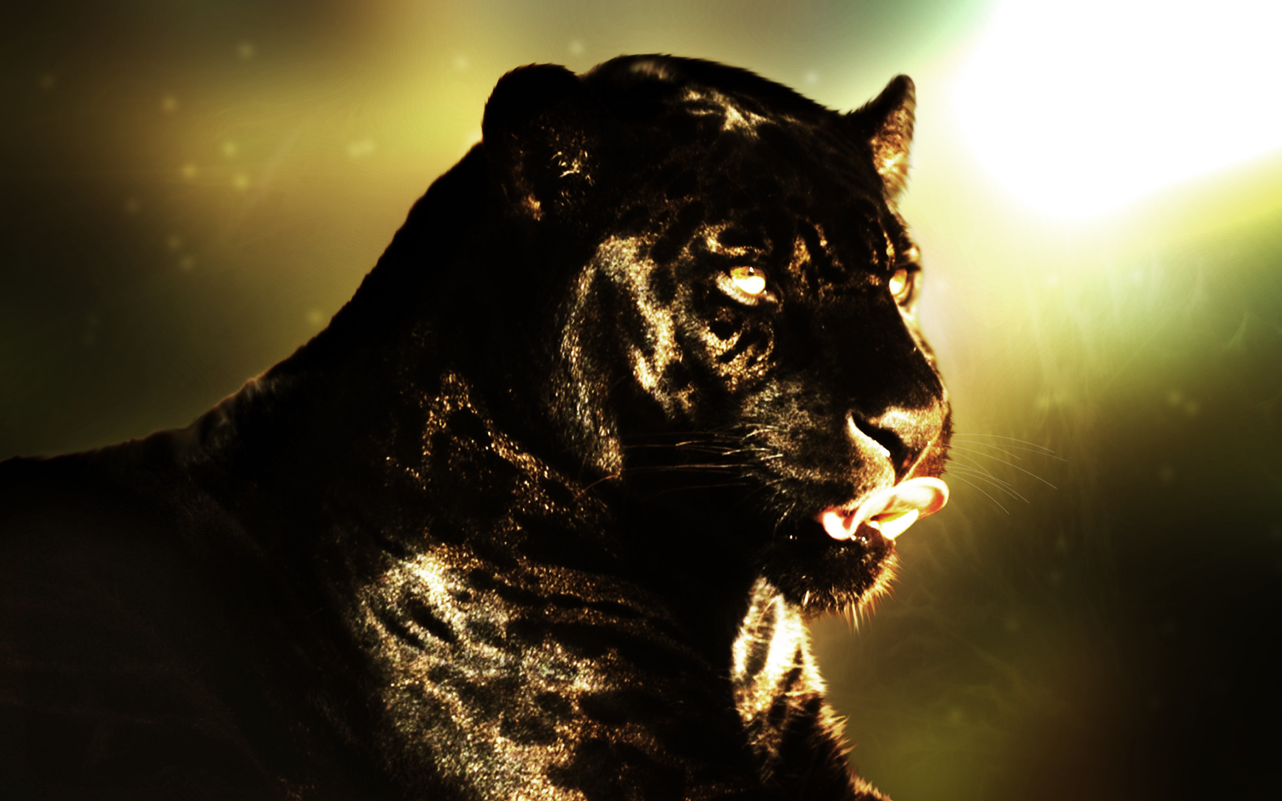 Animal – Black Panther Wallpaper