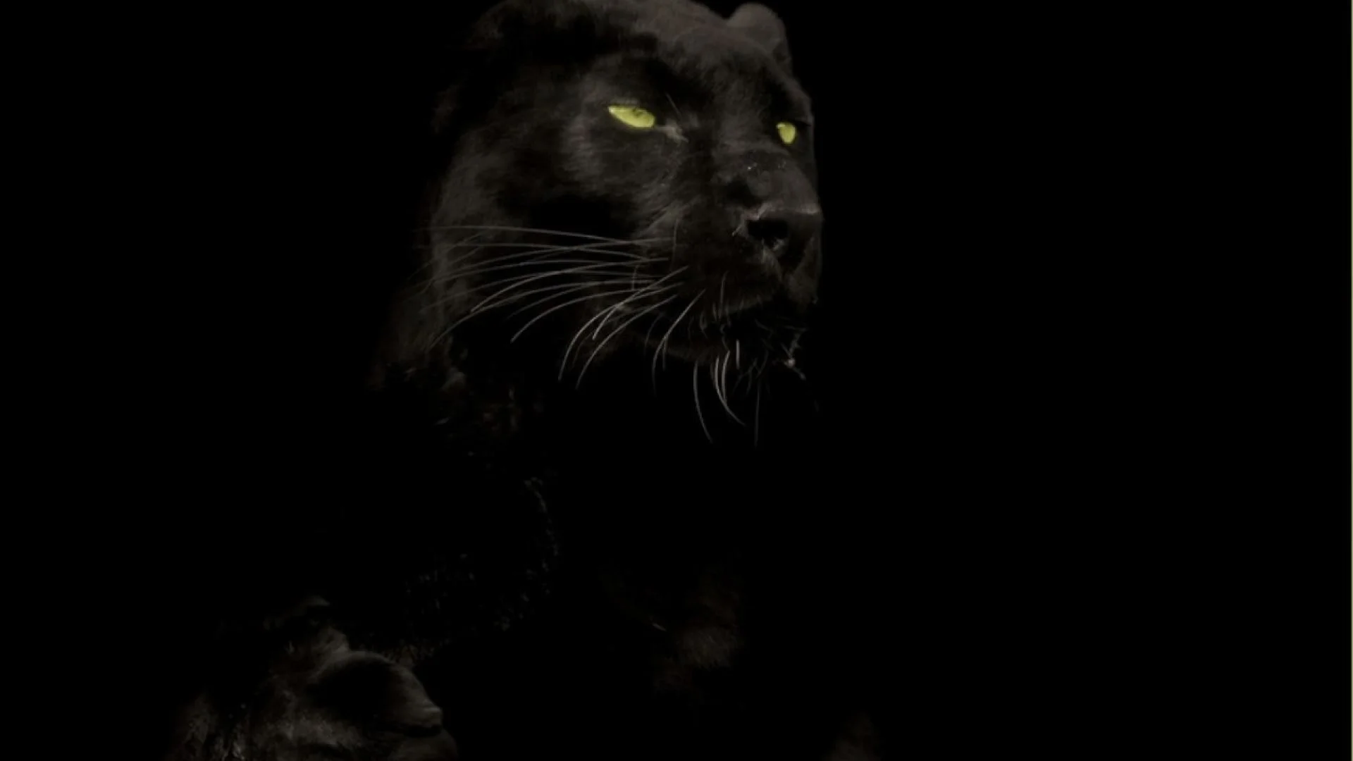 Cats animals black panther wallpaper