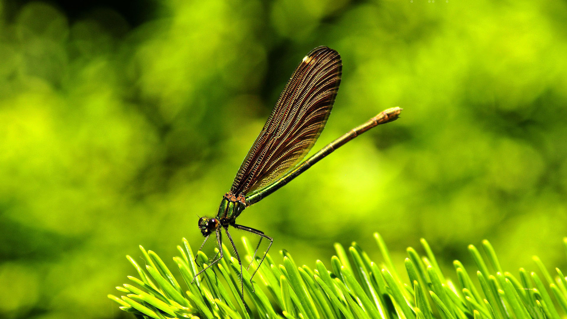 Hd pics photos best beautiful dragon fly macro nature hd quality desktop background wallpaper