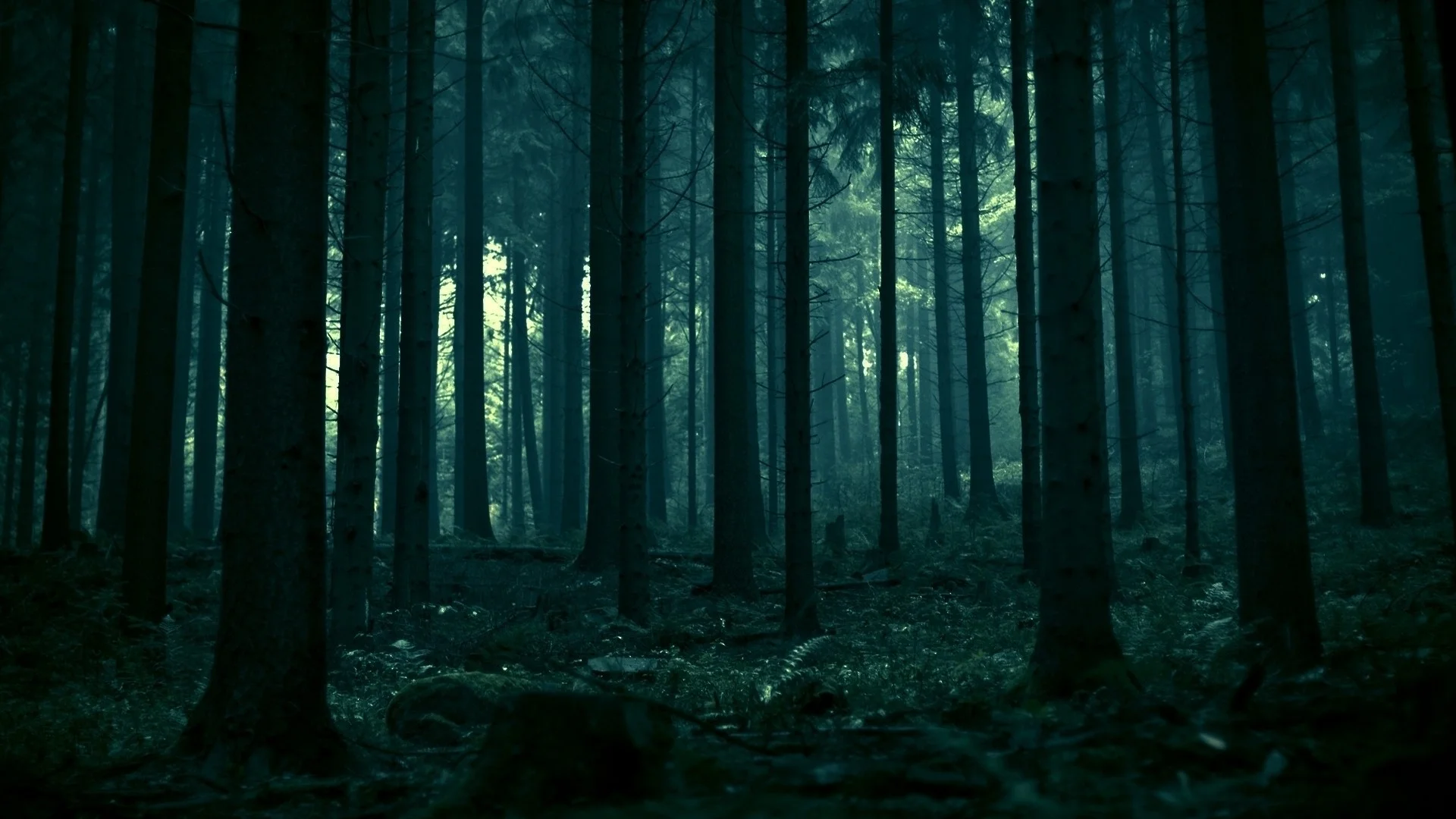 Dark forest 12902 wallpapers hd ref background tenebroso