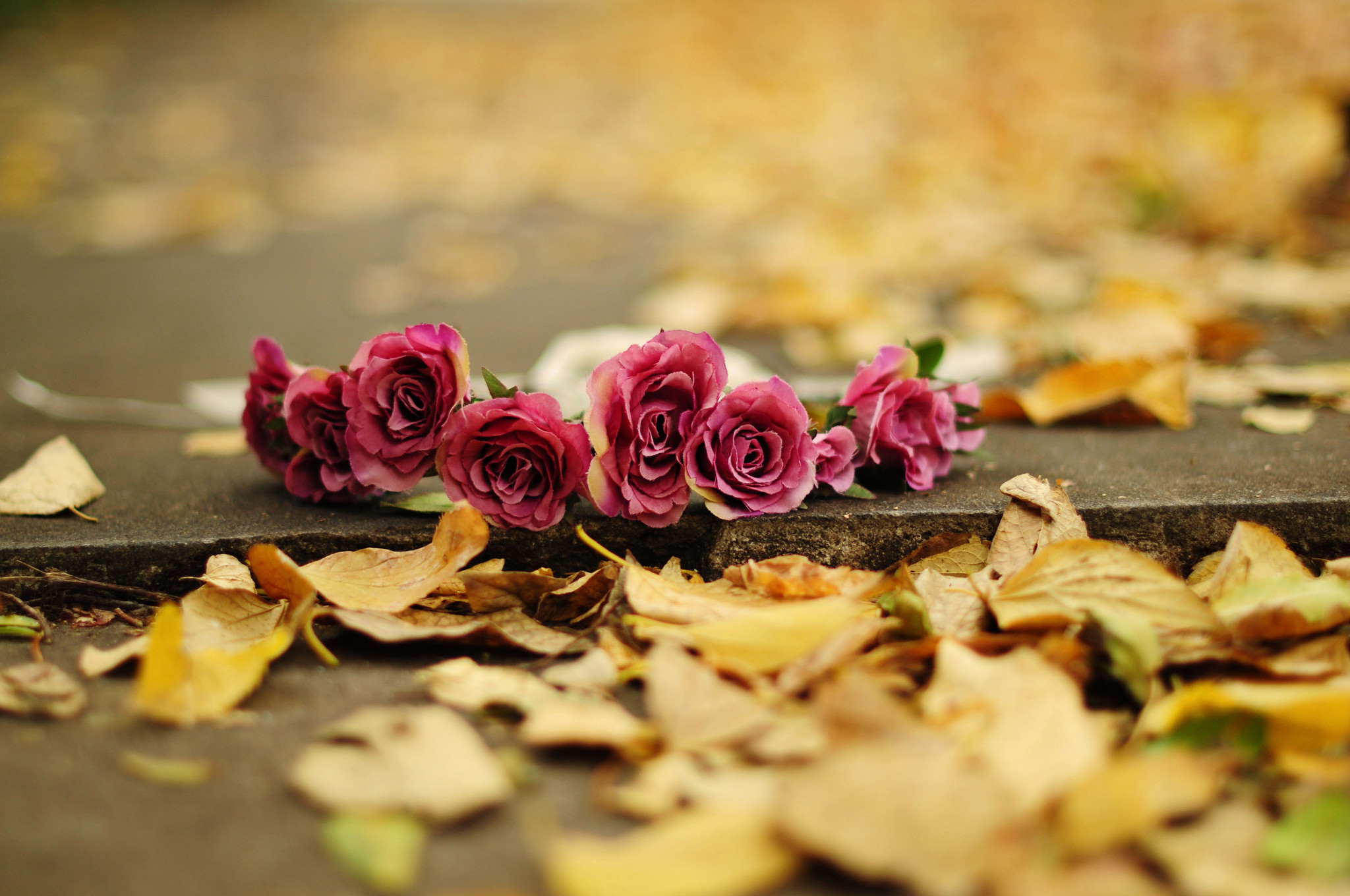 Autumn Flower Roses HD Wallpapers