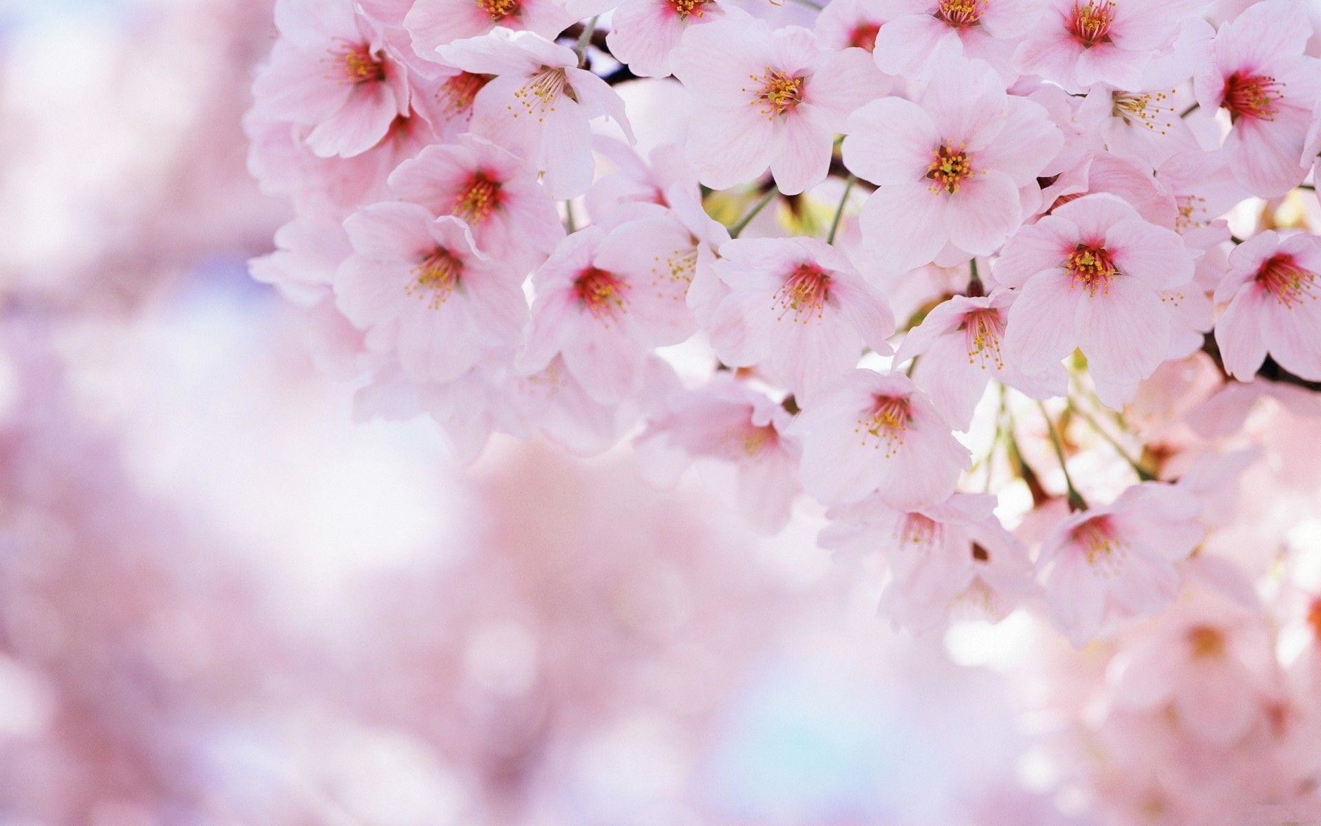 Wallpapers For > Anime Cherry Blossoms Wallpaper