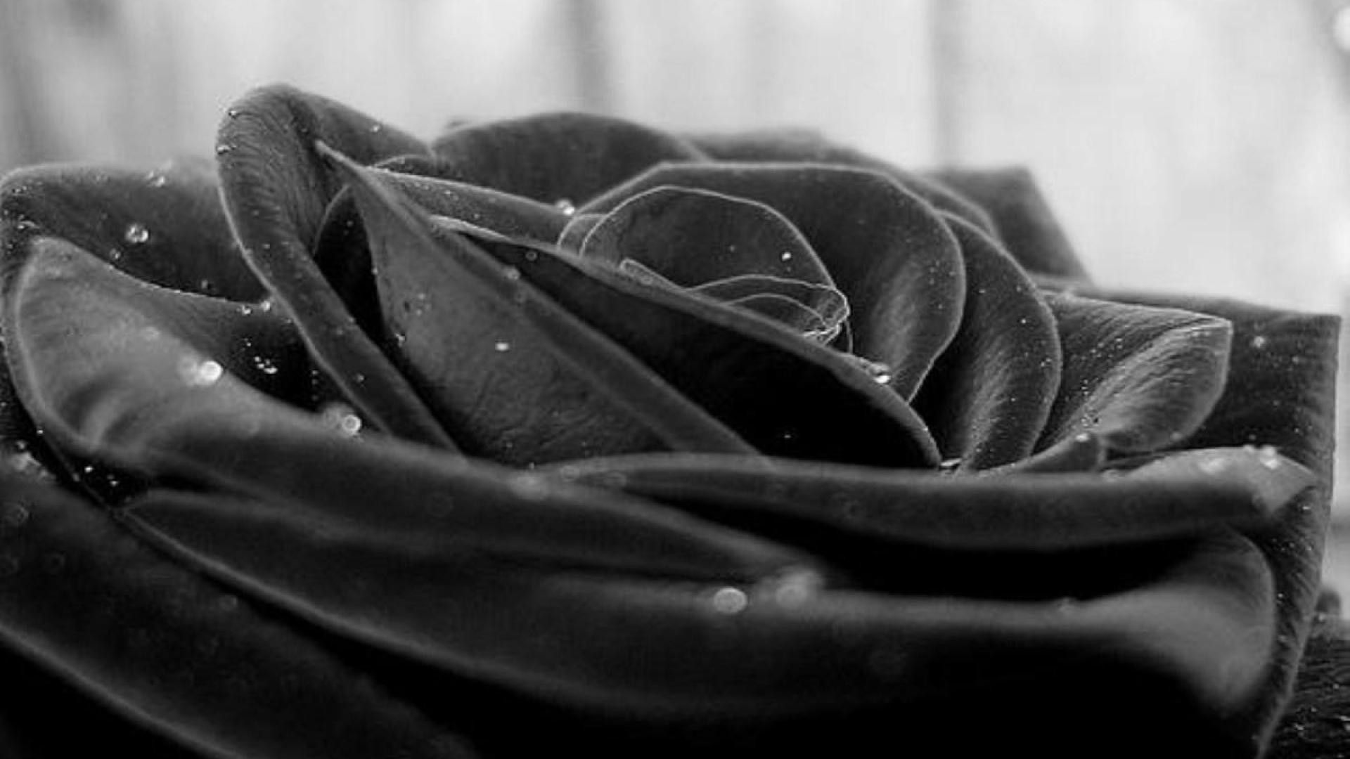 Black And White Rose Wallpapers Wallpaper