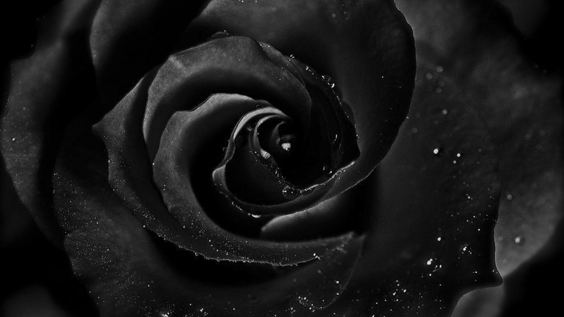black rose background