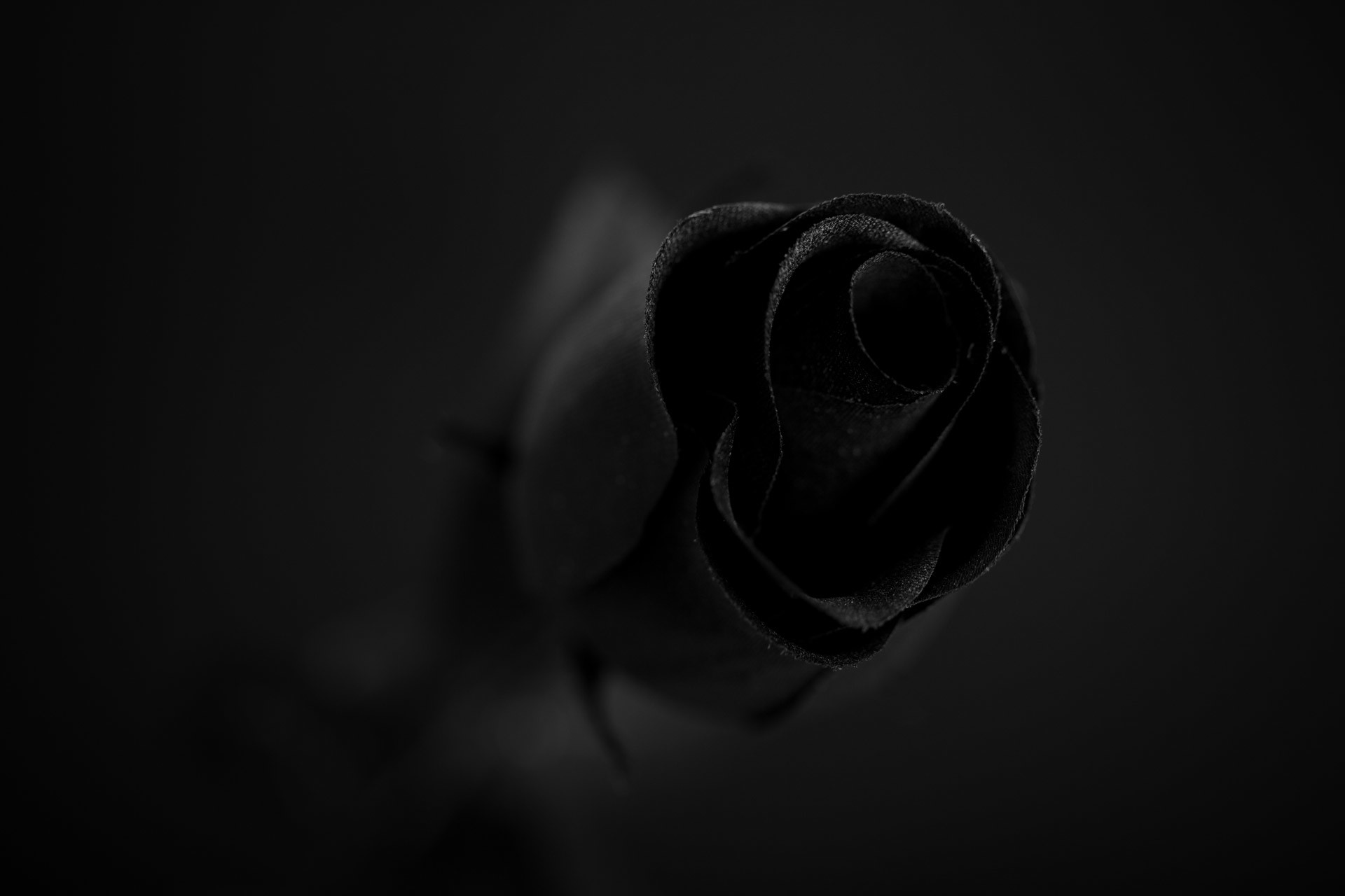 Black Rose Free Stock Photo HD Public Domain Pictures