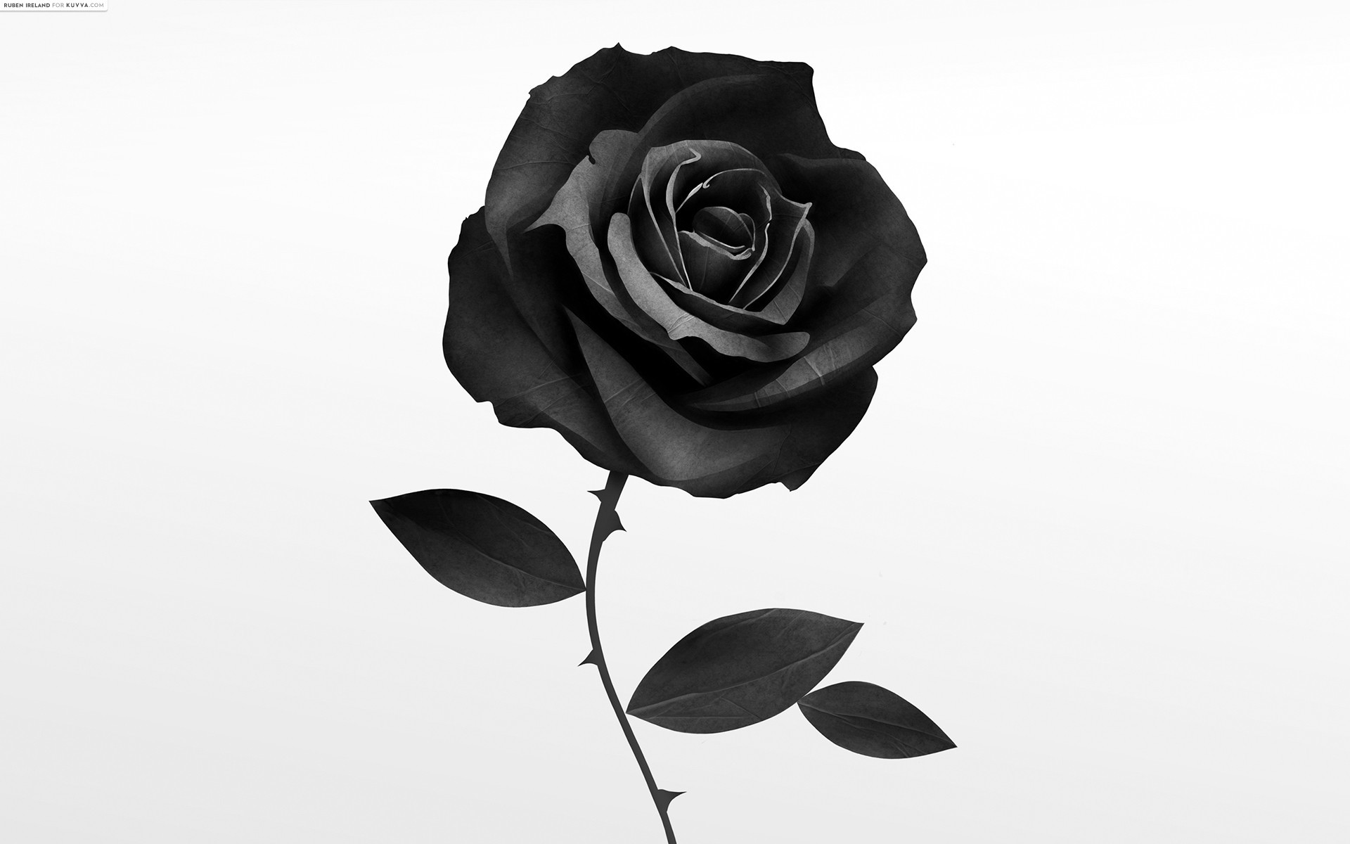 Download Abysscolored Black Rose iPhone Wallpaper  Wallpaperscom