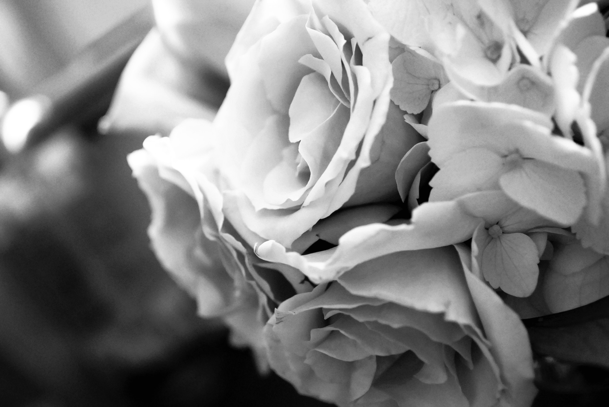 Black and white rose flower wallpaper
