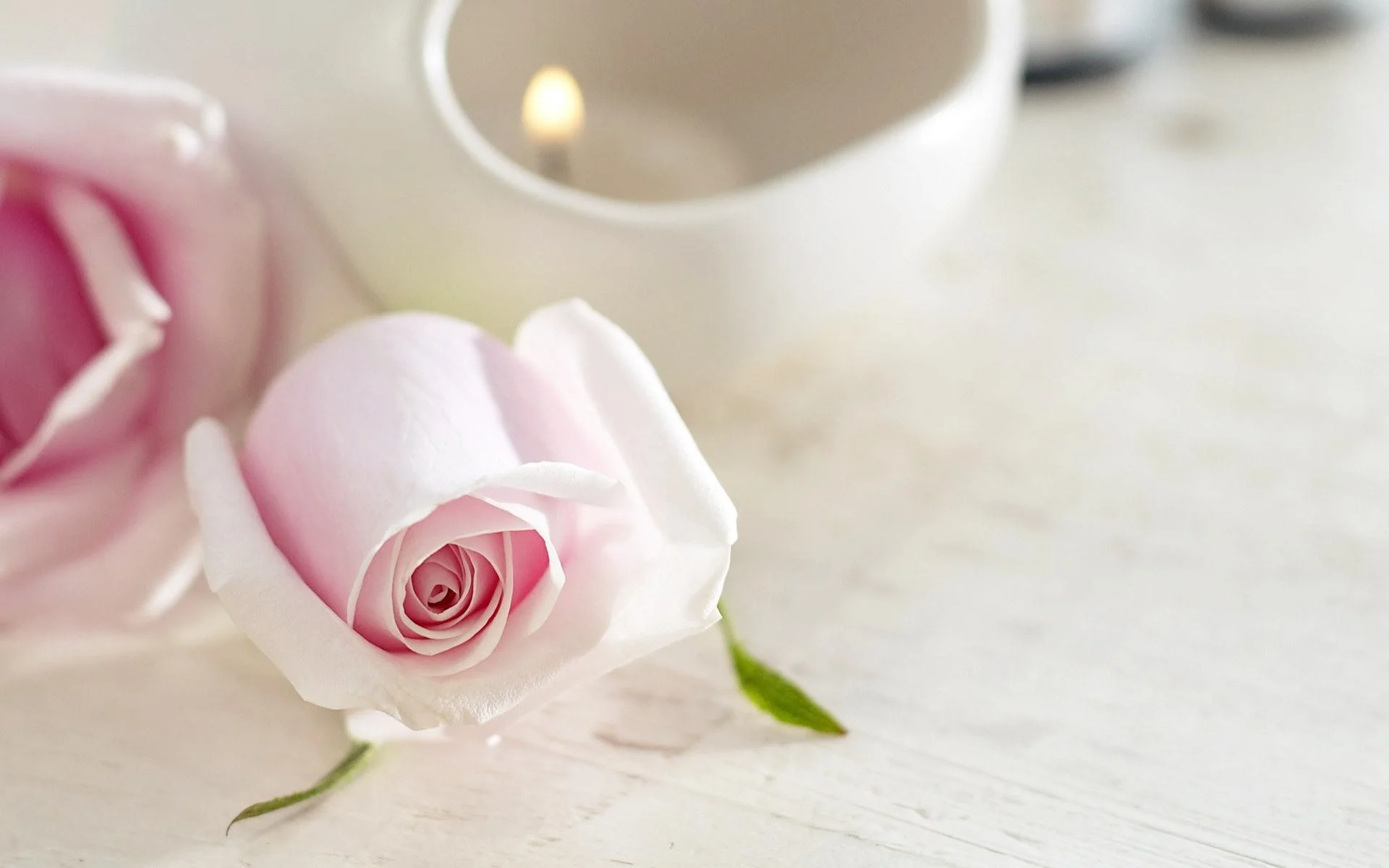 Wallpapers Backgrounds – wallpapers background white roses beautiful nature light flower pink