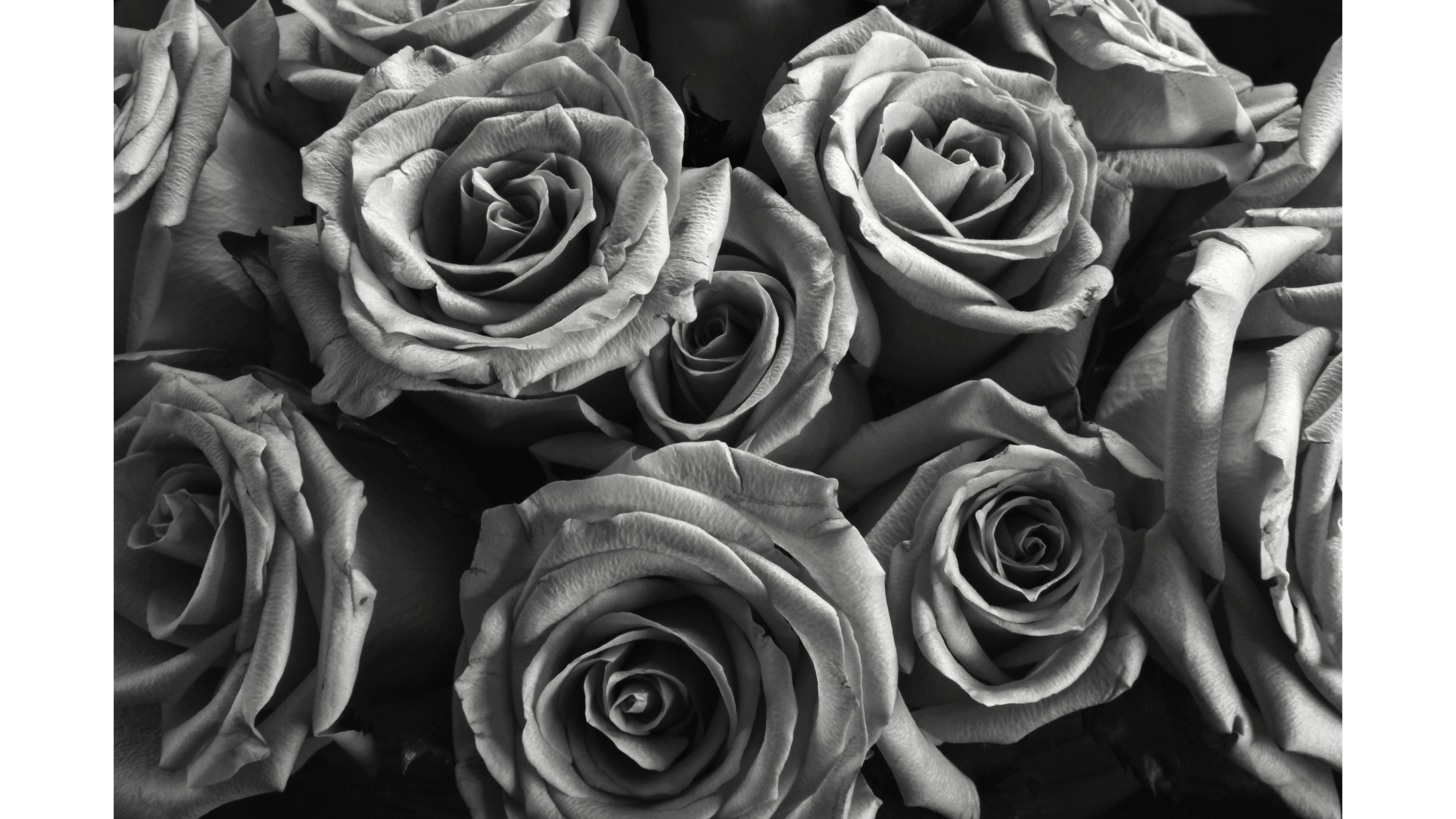 Silver Rose Wallpaper