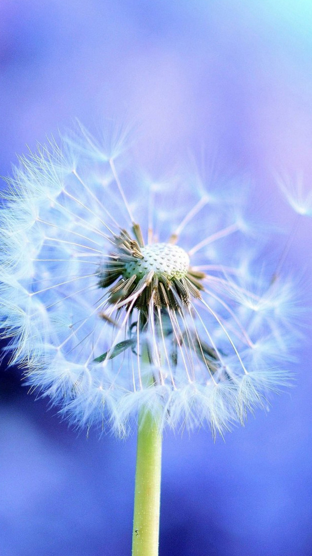 Pure Blowing Dandelion Blue Background iPhone 8 wallpaper