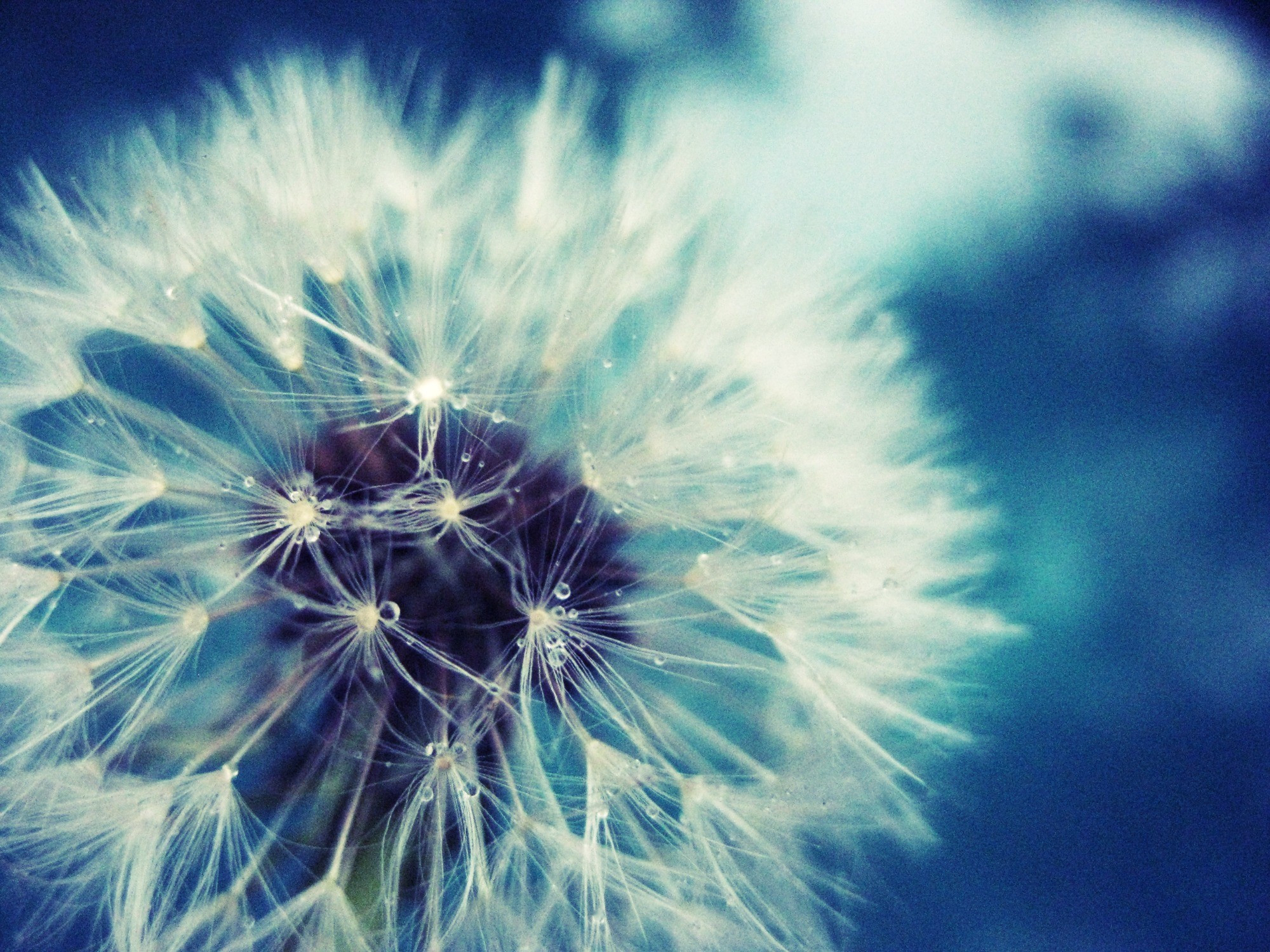 Dandelion Fan Full – HD Wallpaper