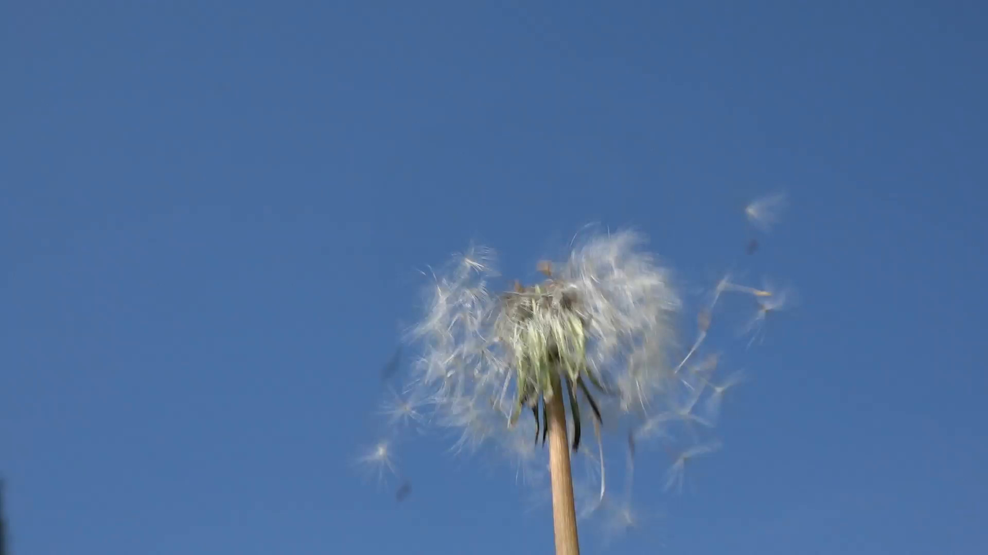 Subscription Library Dandelion heads blow by a gust of wind on a blue sky background