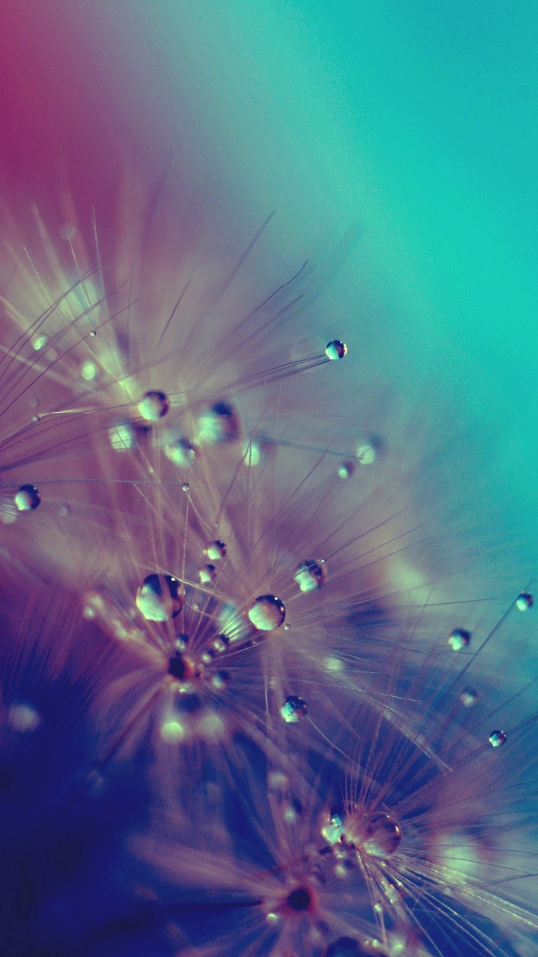 Dandelion Water Drops Closeup iPhone 6 Plus HD Wallpaper