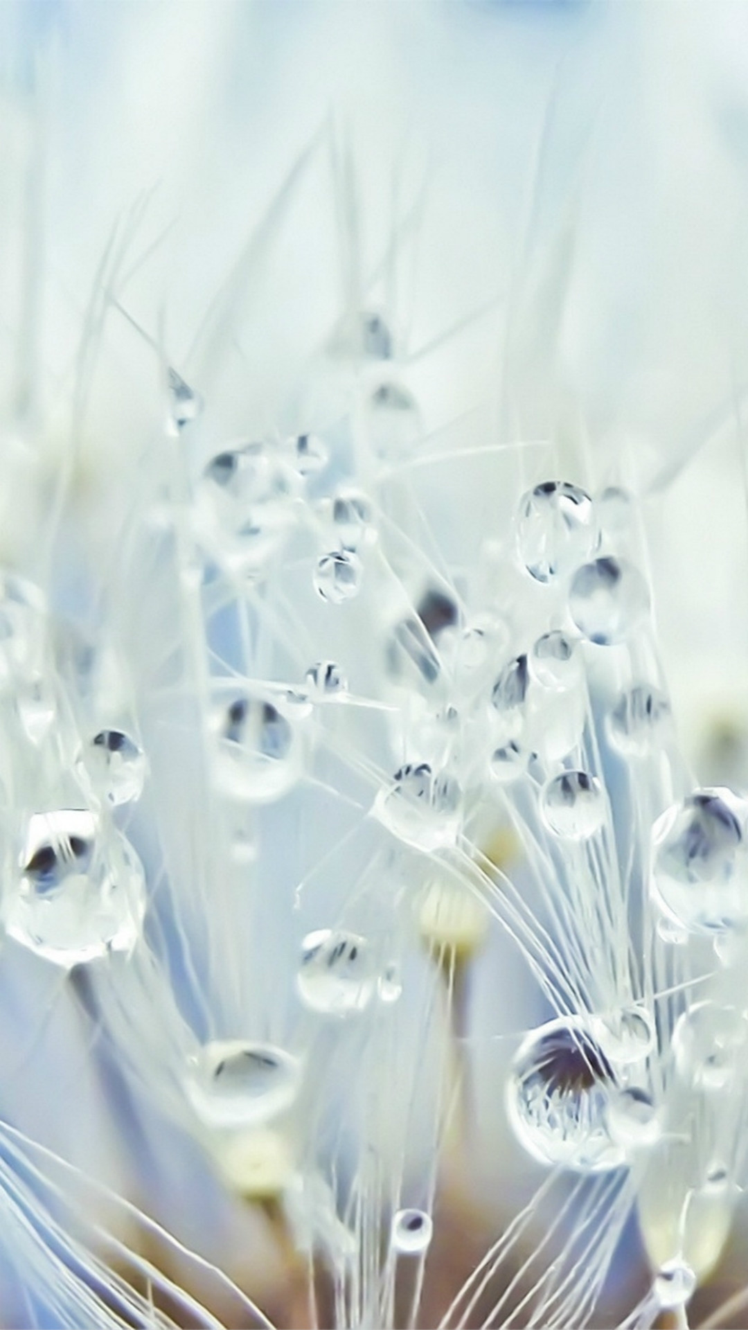 Pure Crystal Dew Dandelion Flower Water Drop Globe Macro Wallpaper