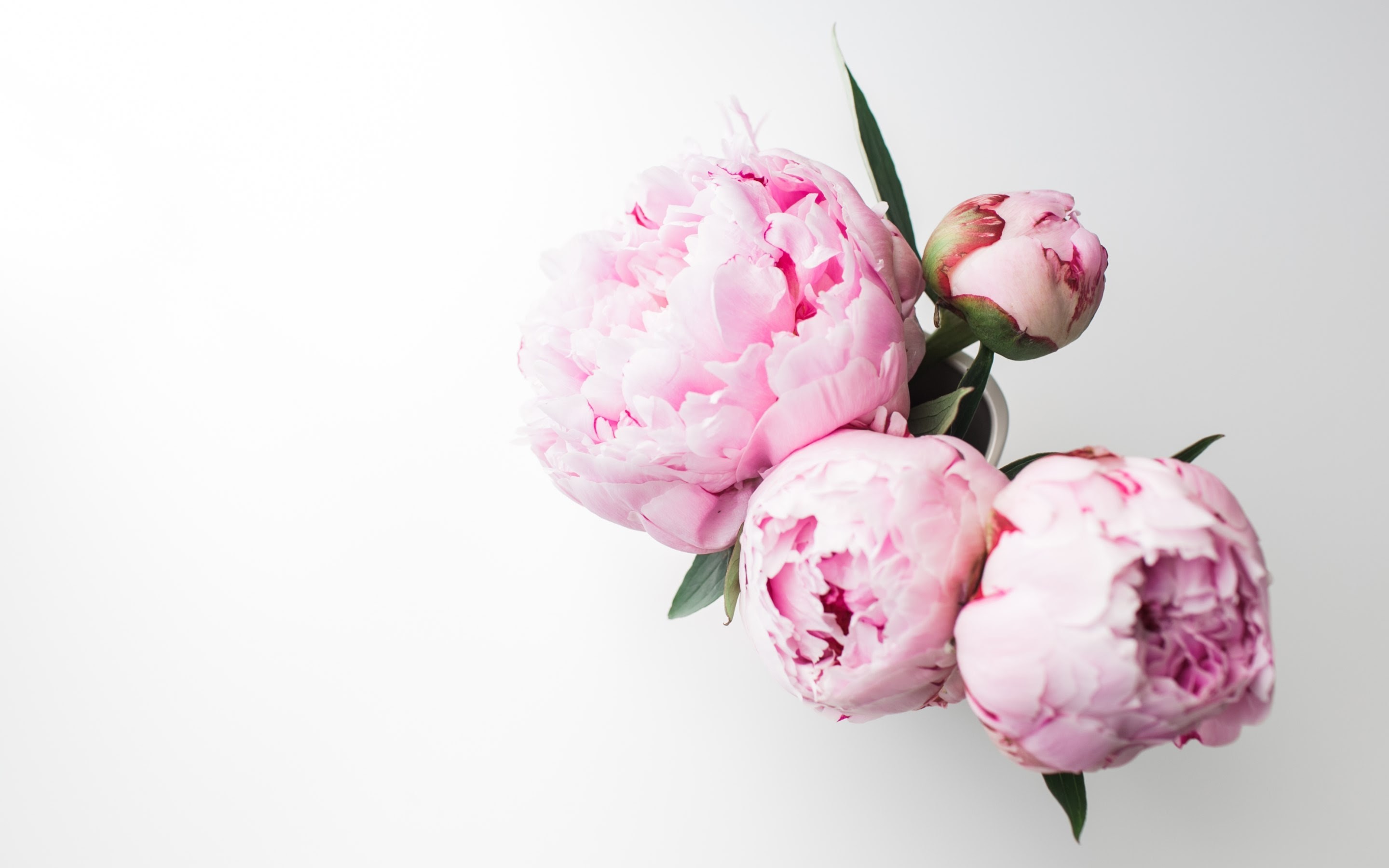 4K HD Wallpaper Bouquet of Peonies By Andreea with a Canon EOS 5D Mark II