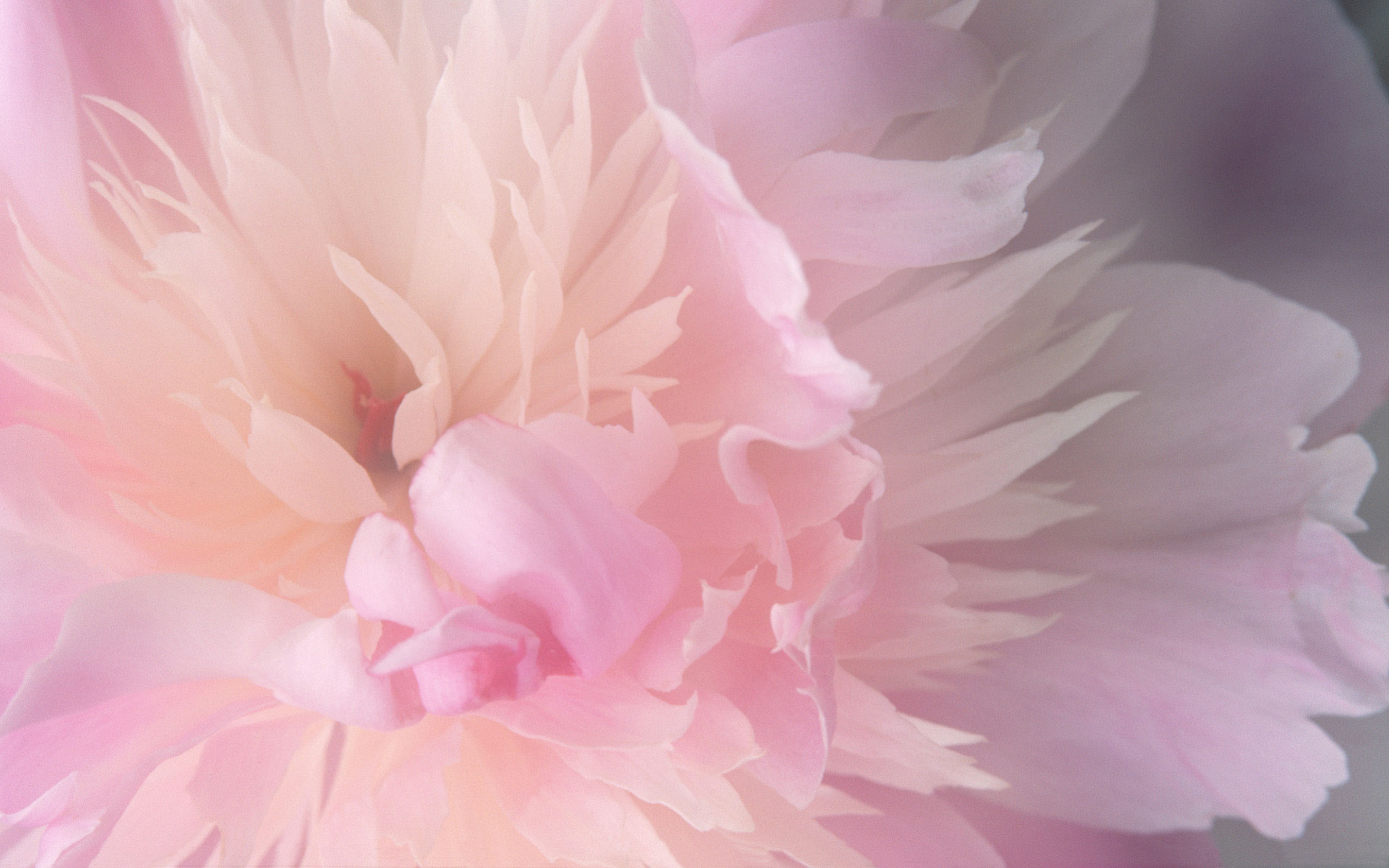 Download Abstract Mac Desktop Flower Pictures Wallpaper Full HD