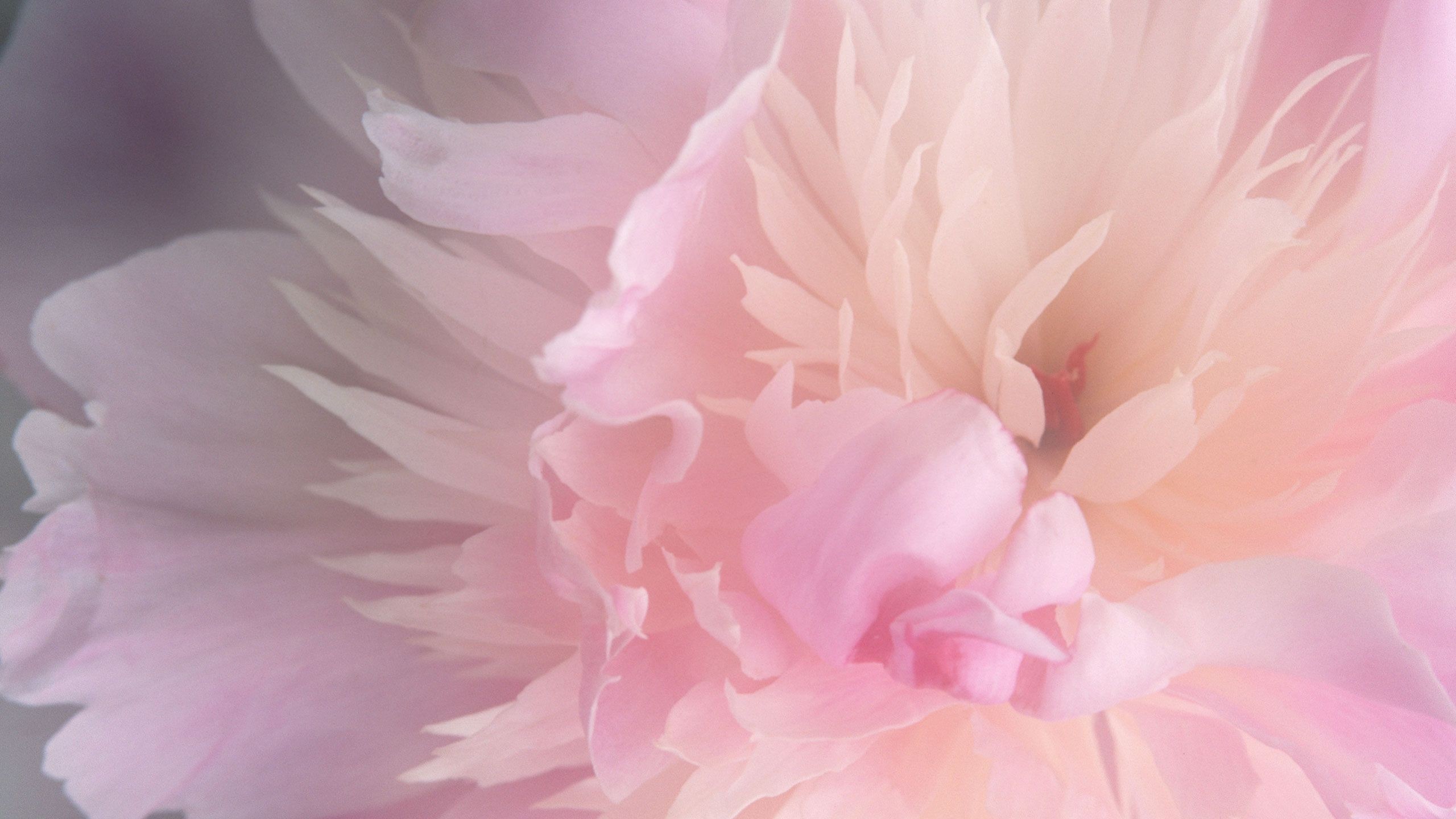 Blush pink peony Wallpaper