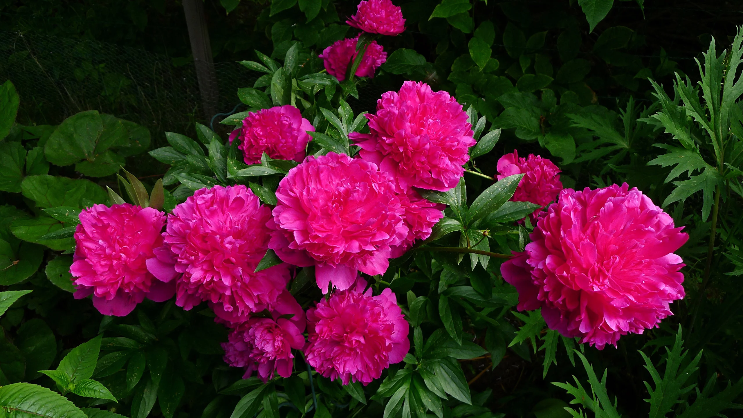 Photos Pink color Flowers Peonies 2560×1440