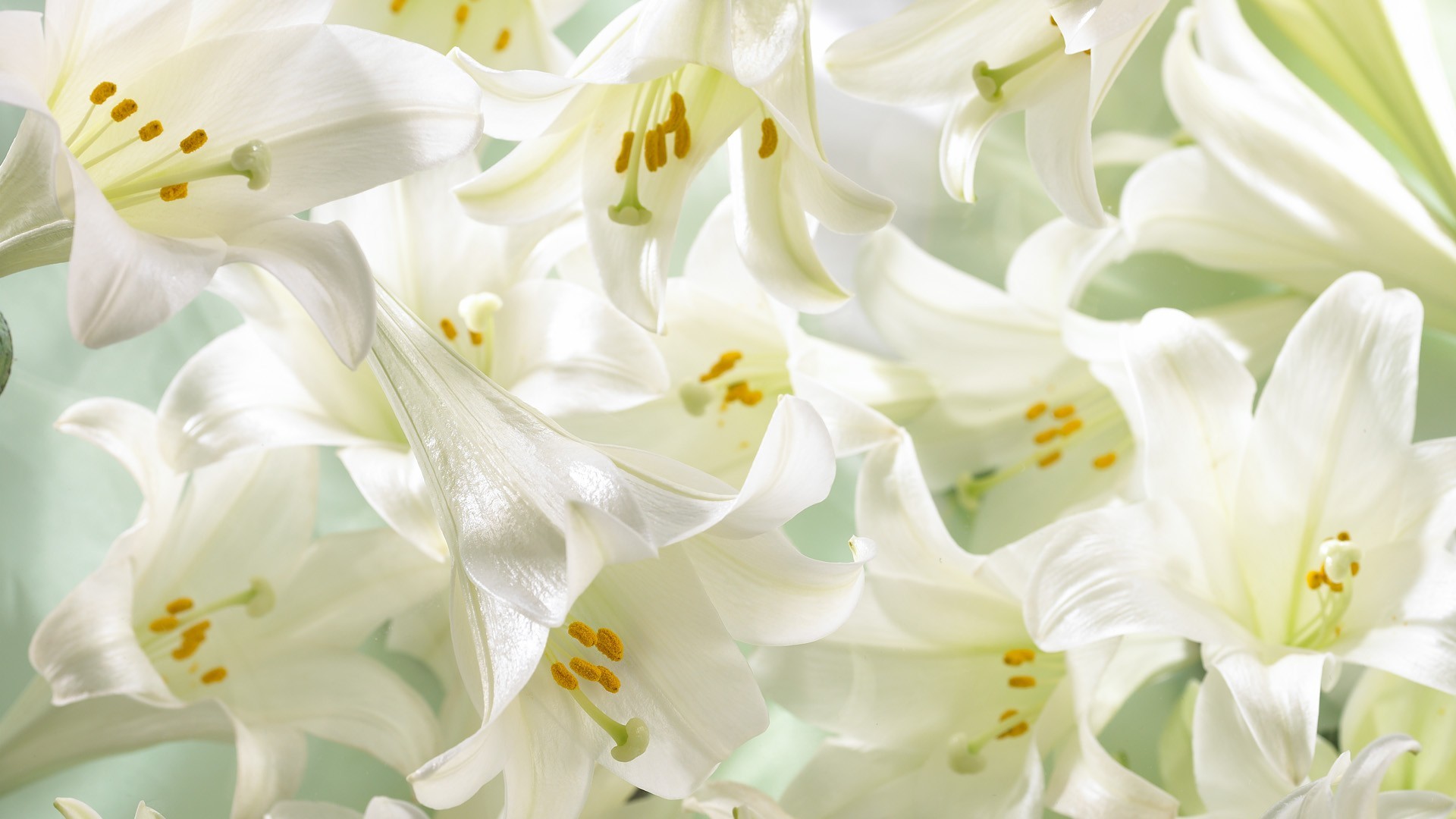 Easter Lilies Wallpaper Easter, Lilies