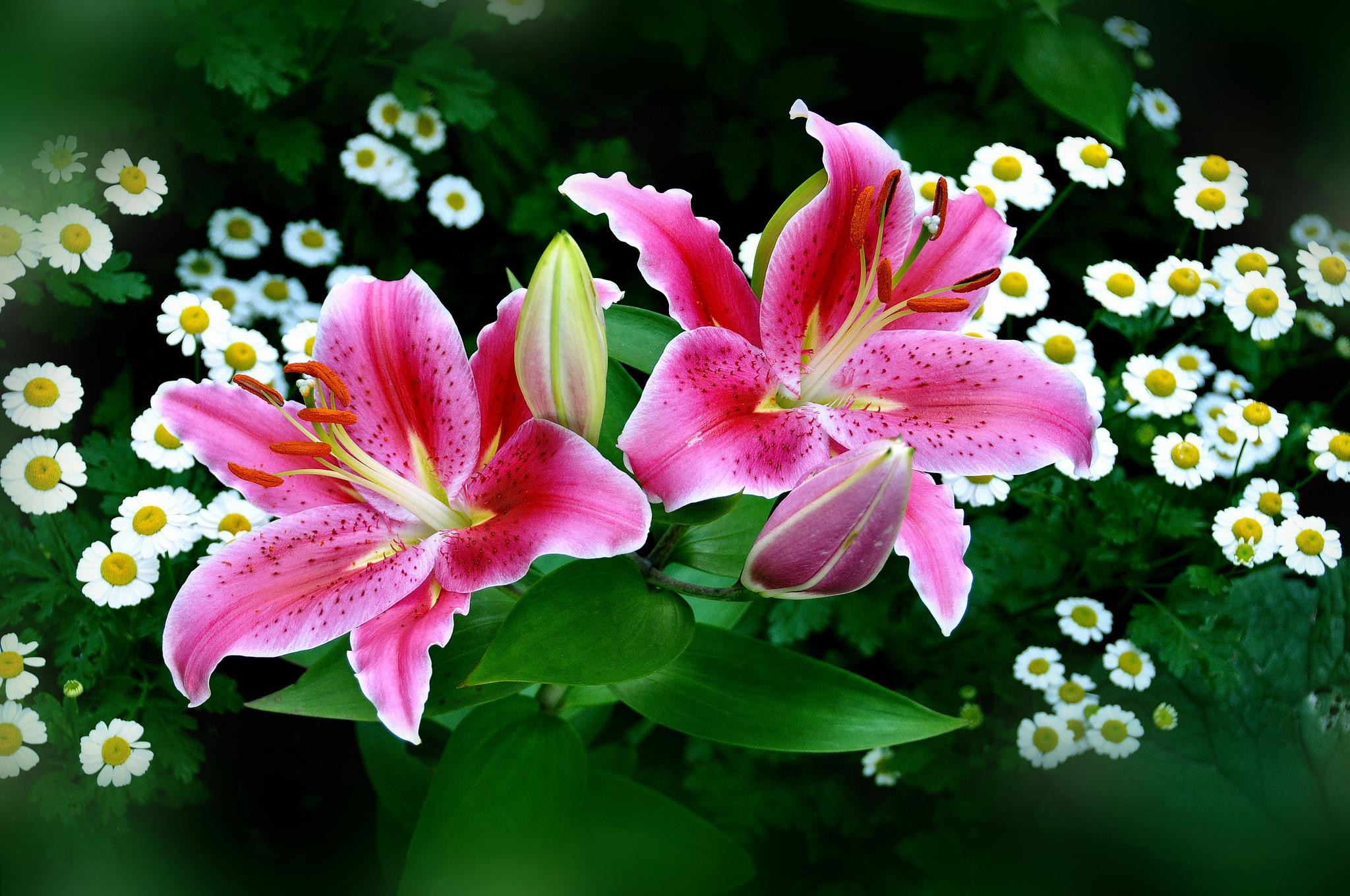 Spring & Pink Easter Lilies wallpaper