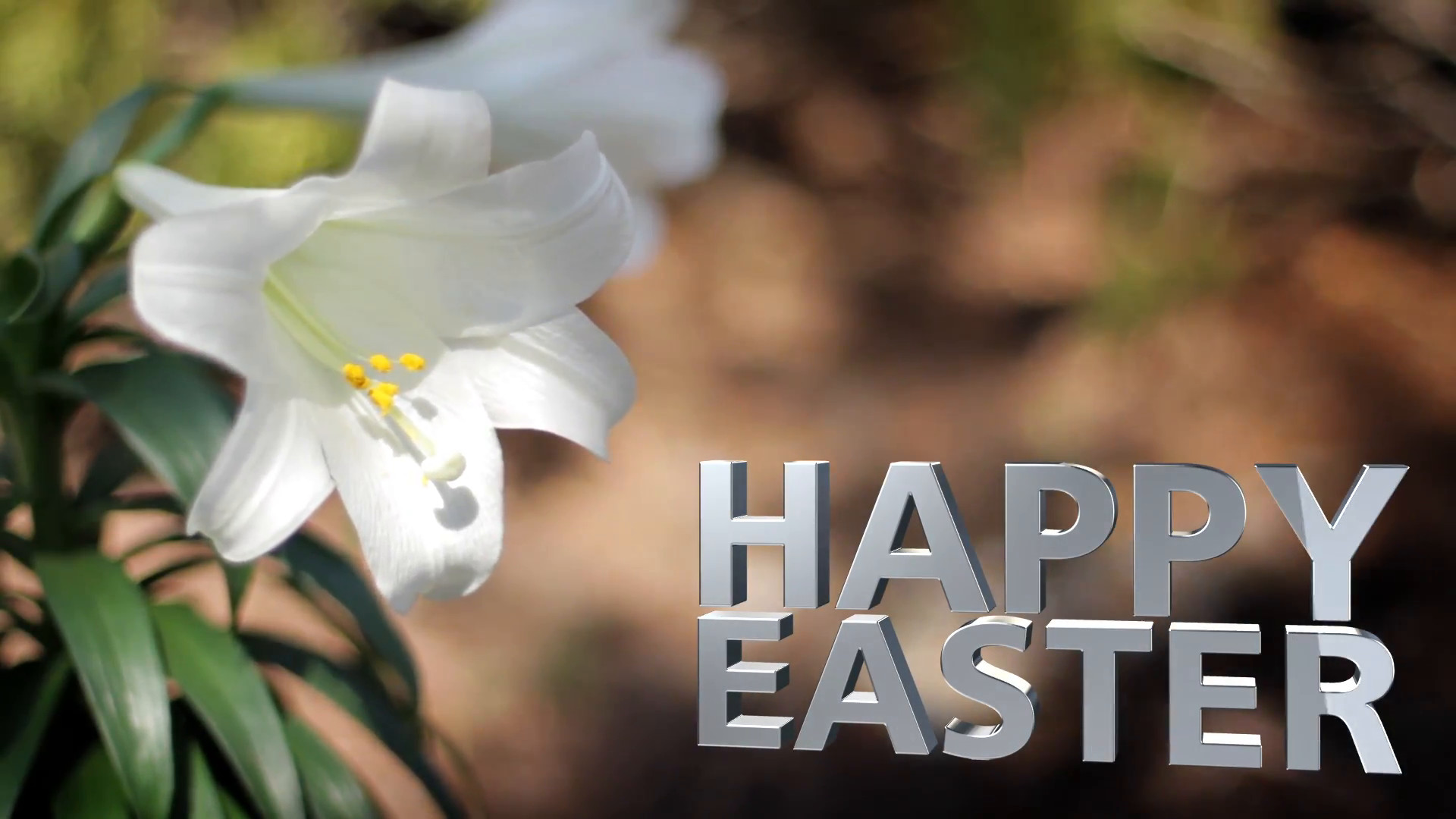 Easter Lilies in Breeze Happy Easter Text Motion Background – VideoBlocks