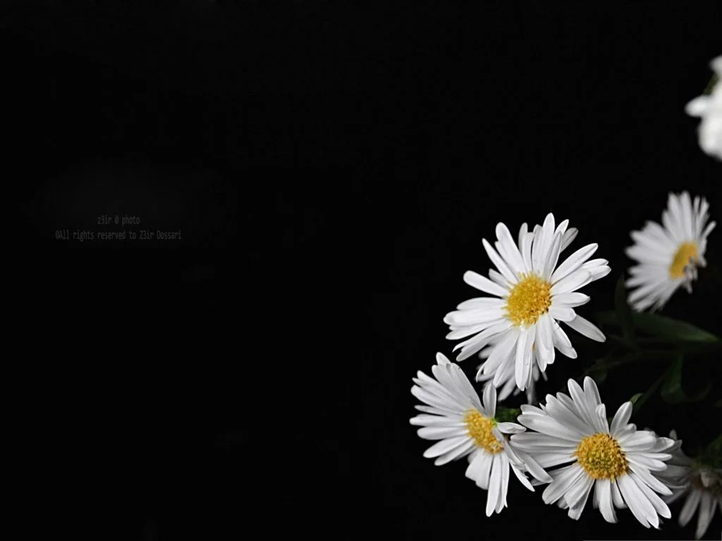 73+ Flowers on Black Background