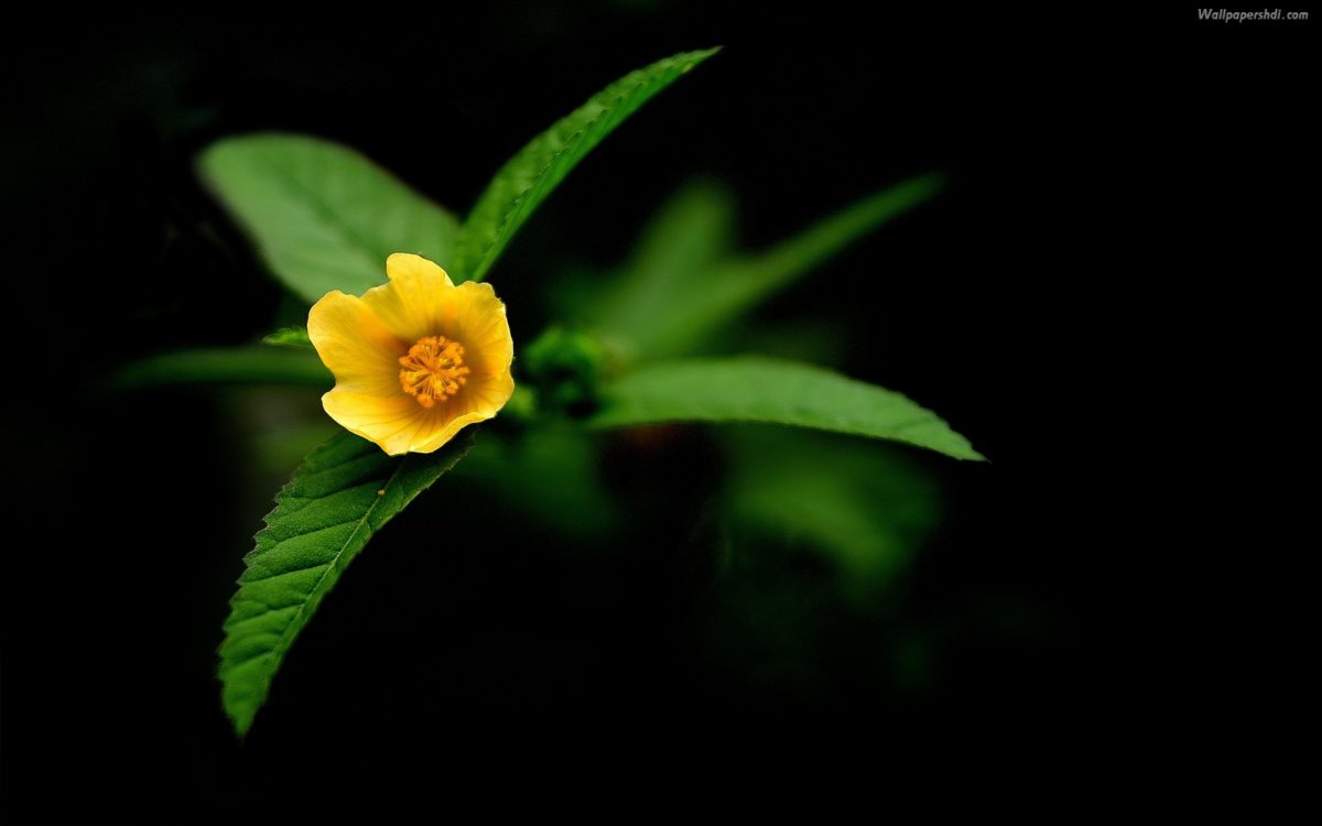 73+ Flowers on Black Background