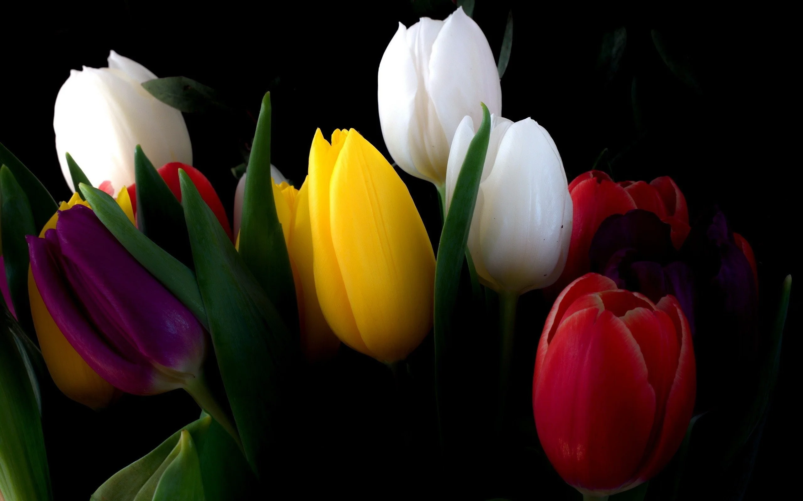 Nature flowers tulips black background wallpaper | | 258969 |  WallpaperUP