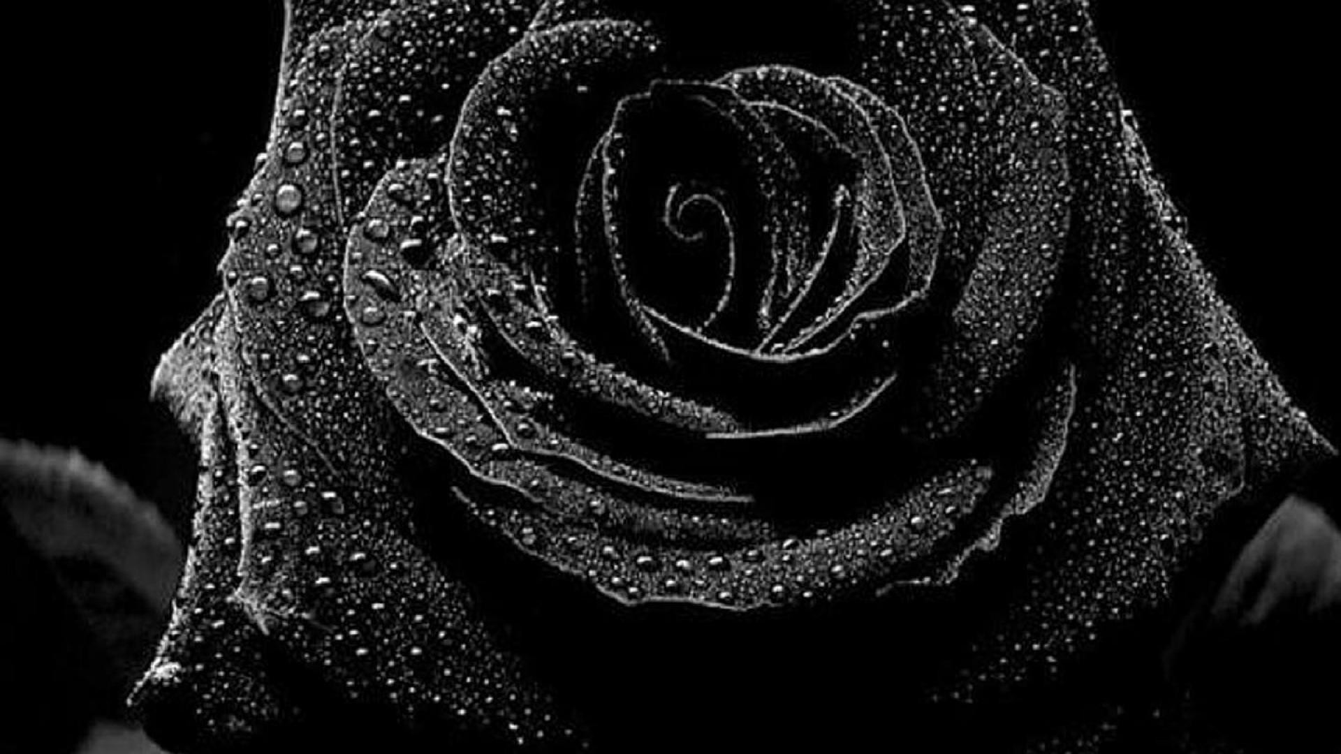 Black Rose Wallpapers Black Rose Wallpapers Â· rose flower backgrounds …