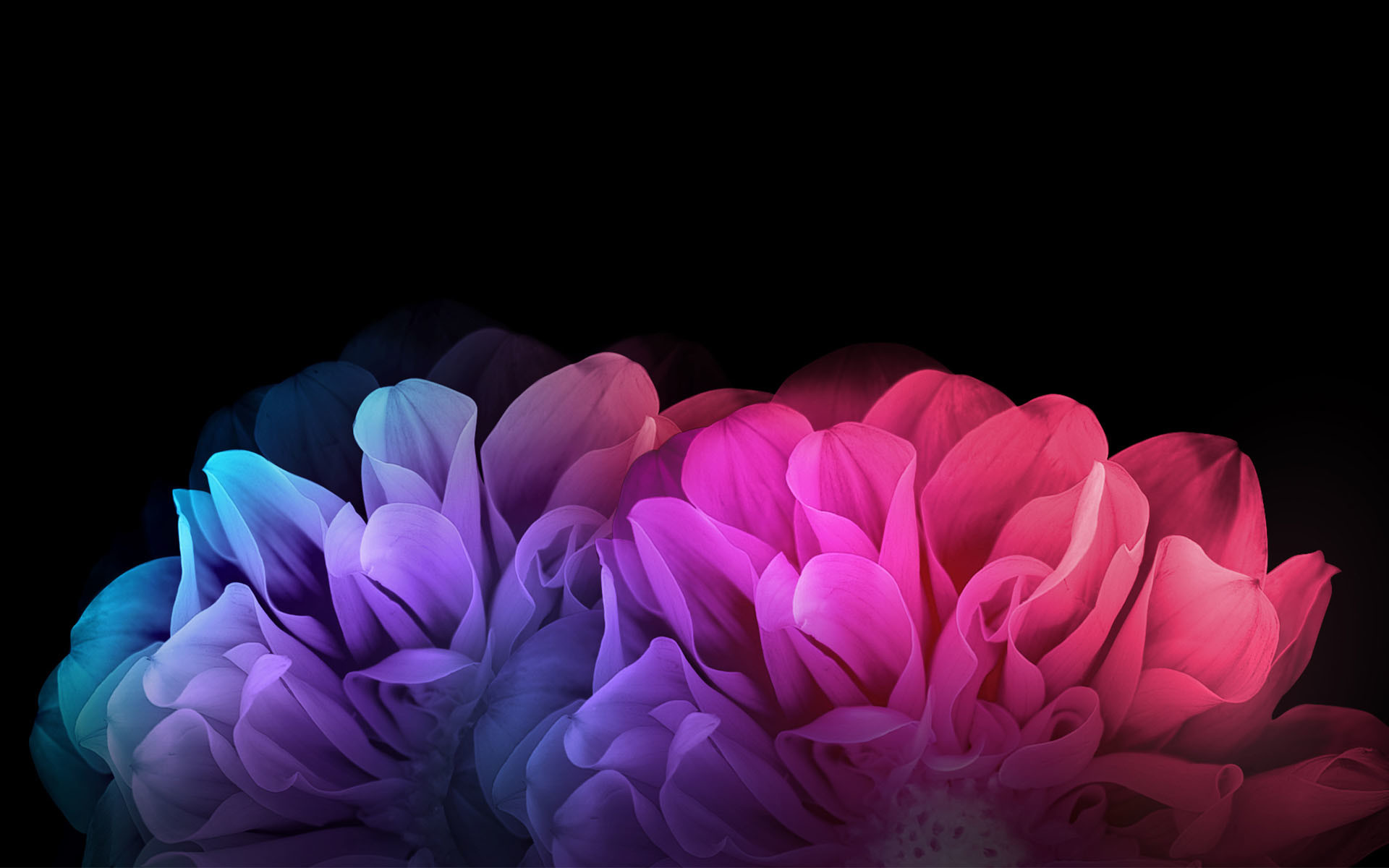 Nice colorful flowers with black background hd wallpaper for desktop
