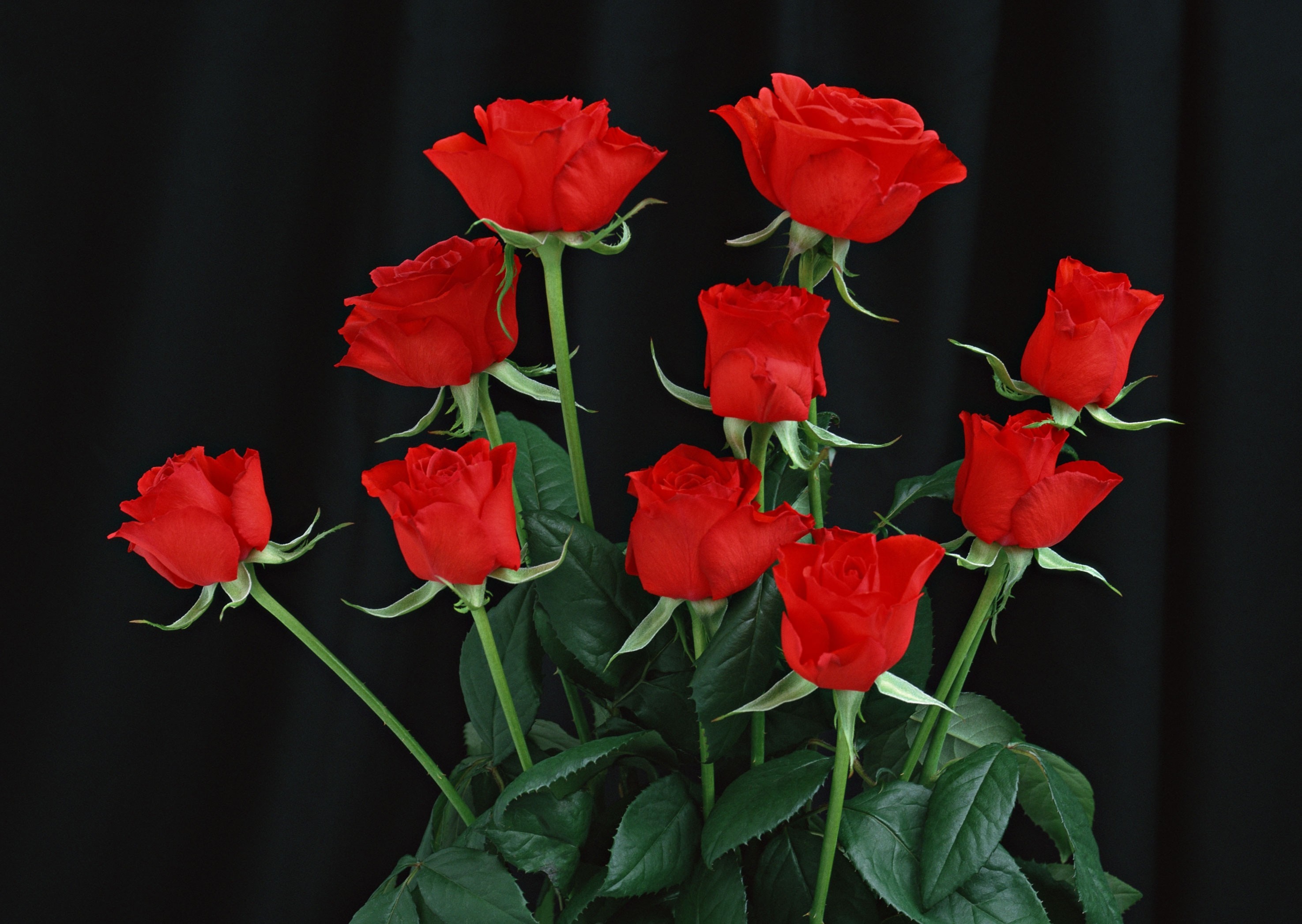 Wallpaper red roses, black background, flowers