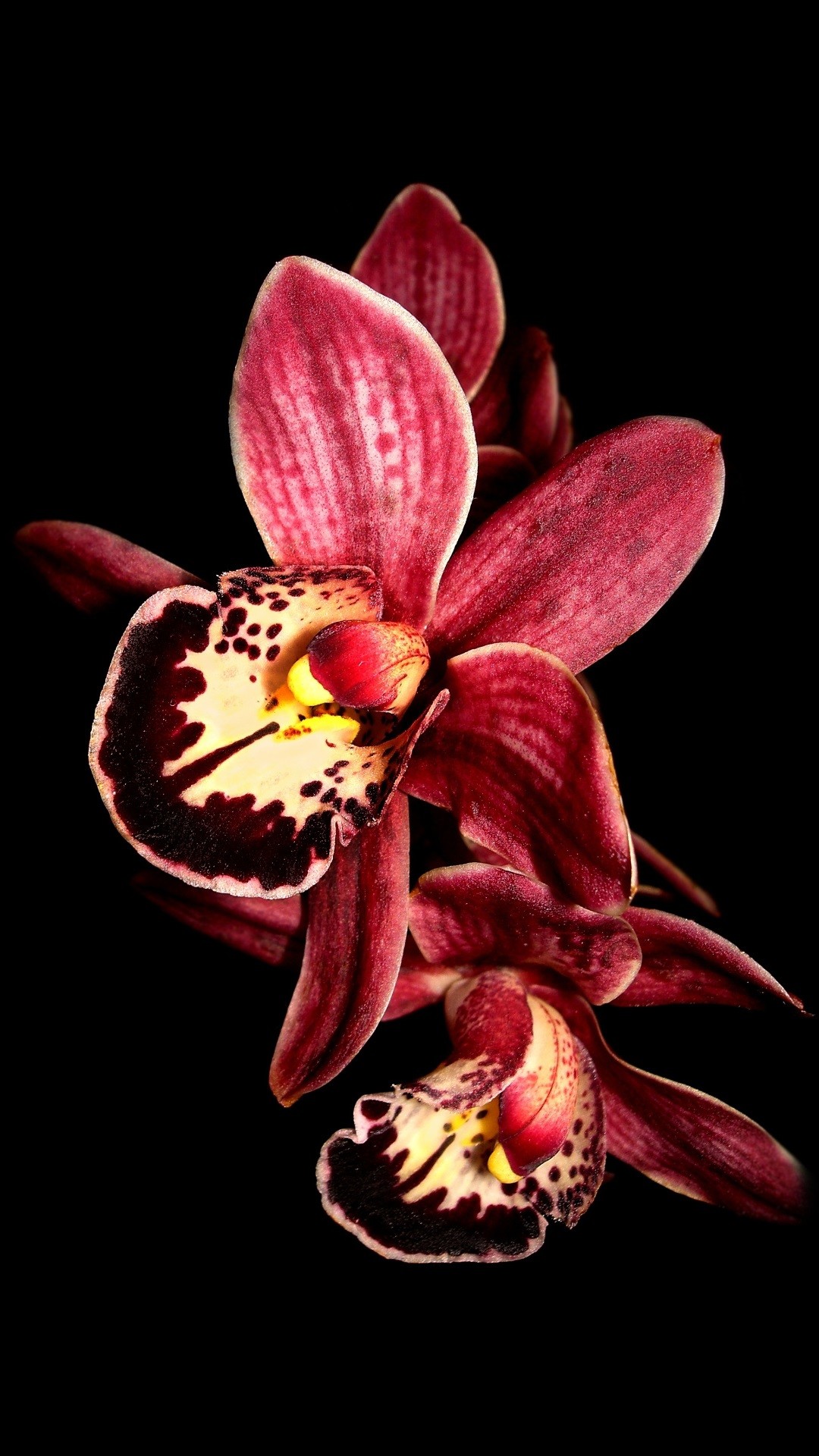 Purple orchid flower Purple OrchidsOrchid FlowersBlack BackgroundsPhone WallpapersAndroid