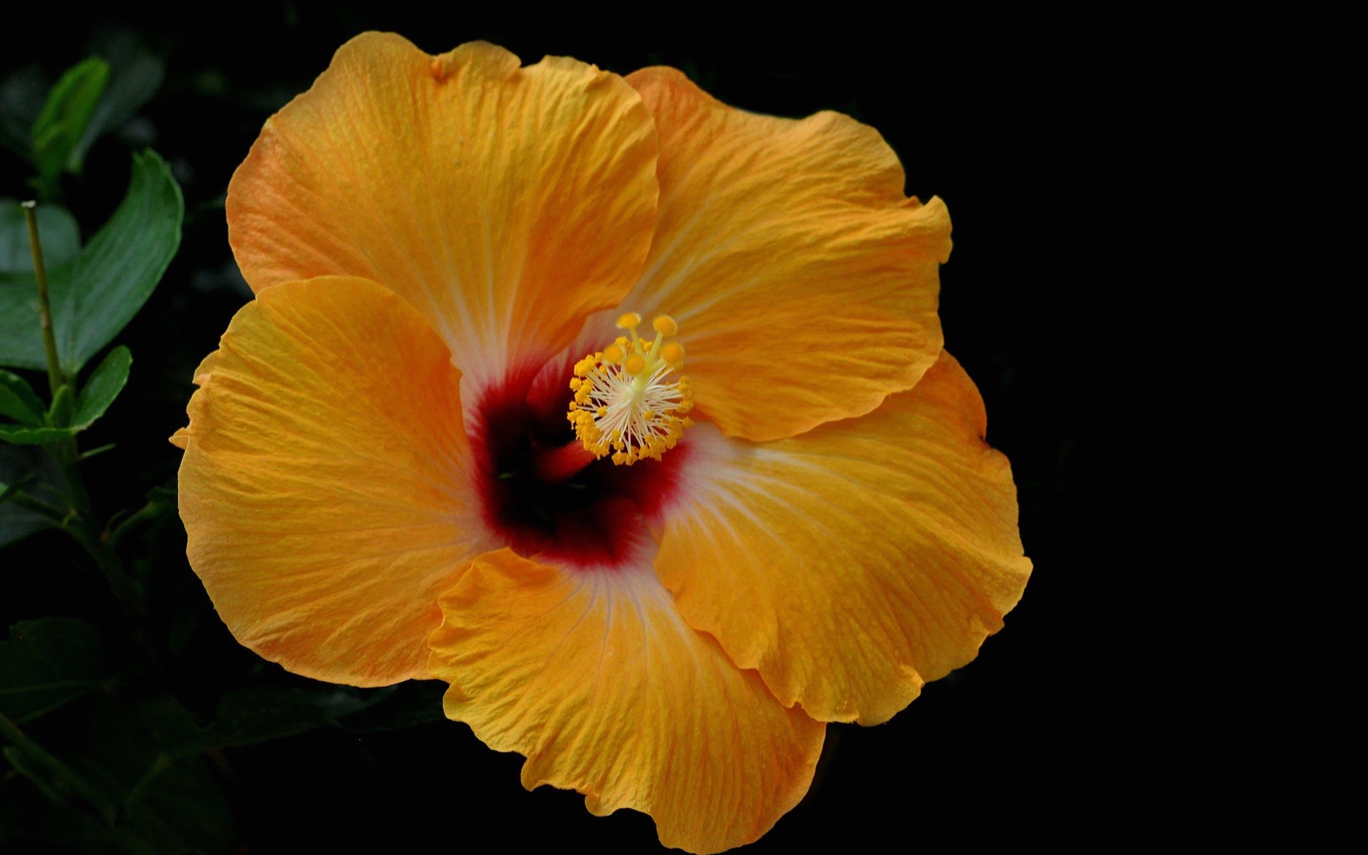 Yellow hibiscus flower on a black background