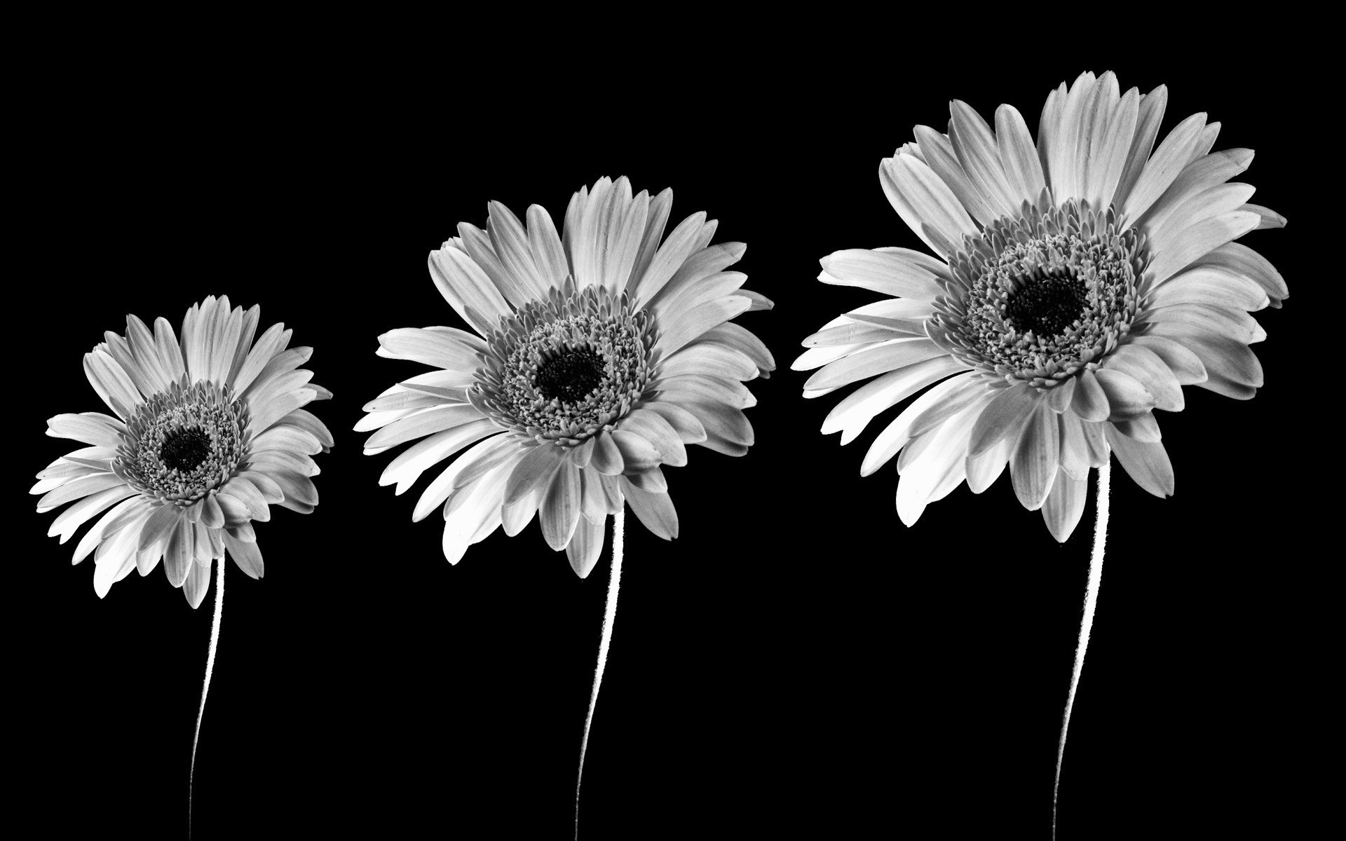 Black And White Images Of Flowers 9 Background