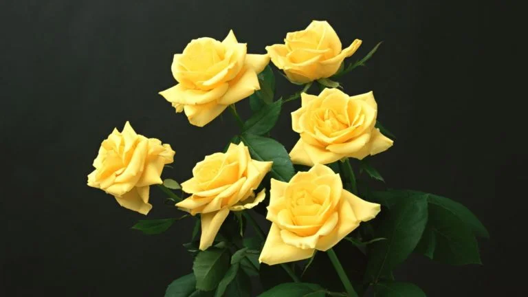 Wallpaper yellow, roses, black background, flowers