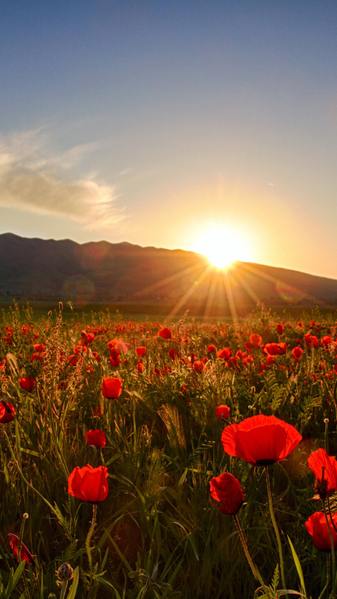 Wallpaper Download Sunset, field with poppies and hills, HD Wallpaper, Download free