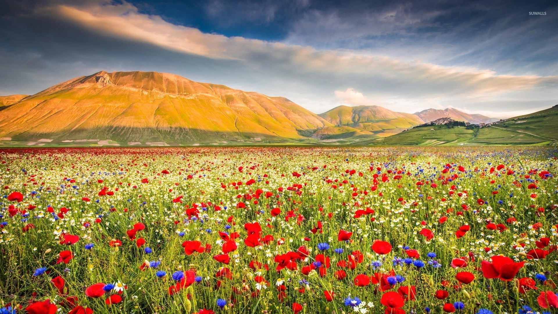 Poppy field near the rusty mountains wallpaper jpg