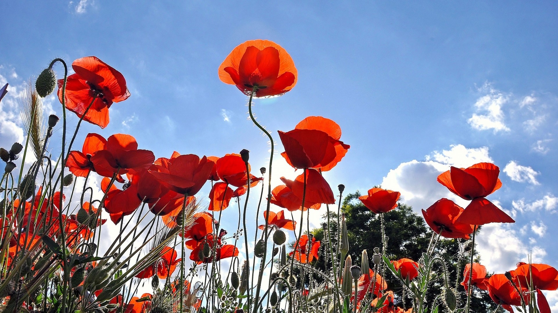 Preview poppies