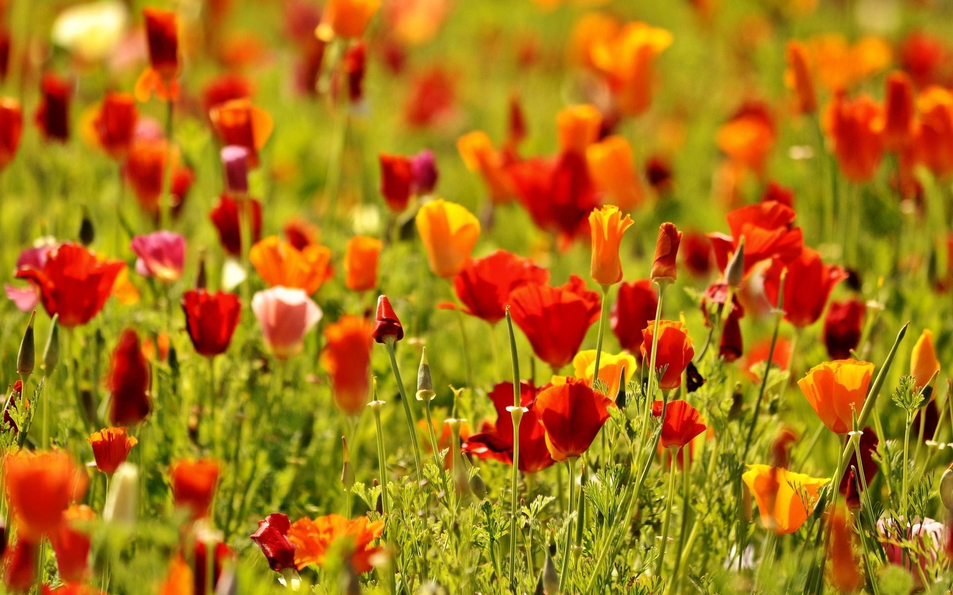 Flower flowers flower flowers poppies poppy red the field nature green flowers flower nature macro background