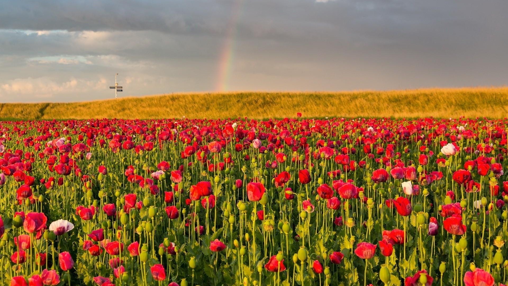 Wallpaper poppies, field, sky, rainbow, summer