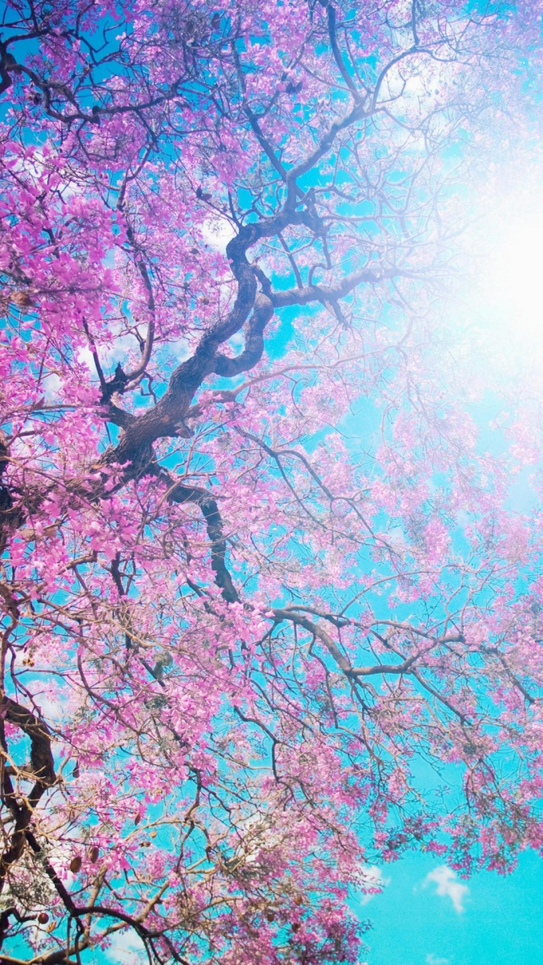 Wallpaper.wiki Cherry Blossom iPhone Wallpaper HD PIC
