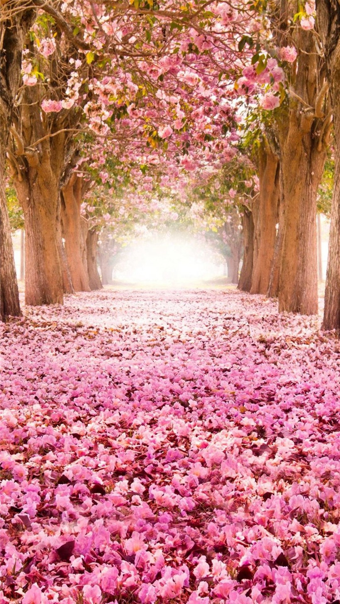 Dreamy Fantasy Bloomy Petal Path #iPhone #plus #wallpaper