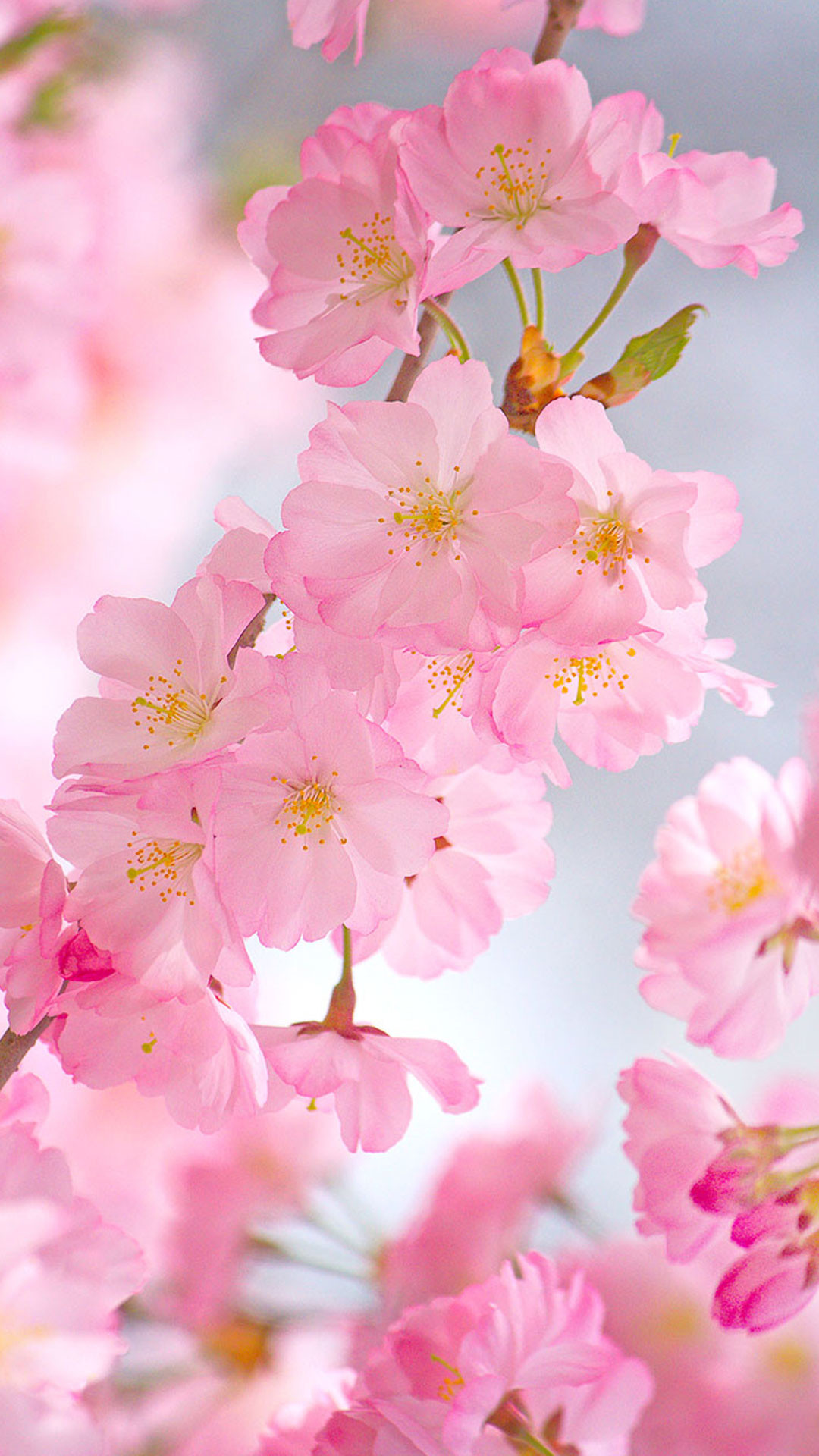 Cherry Blossoms – Android Wallpaper