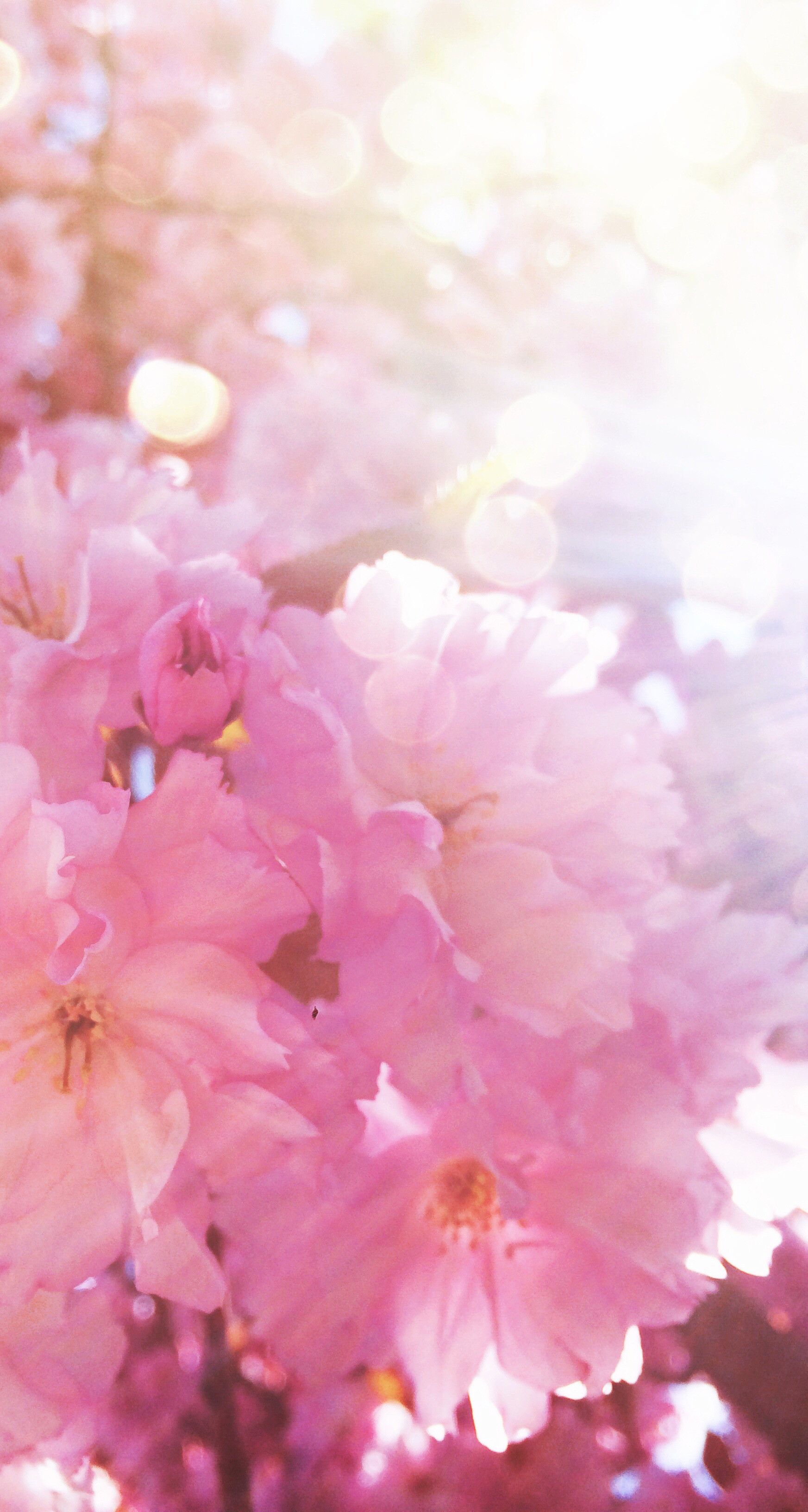 My beloved #cherrytree in mummys garden #cherry #blossom #pink # Cute BackgroundsIphone
