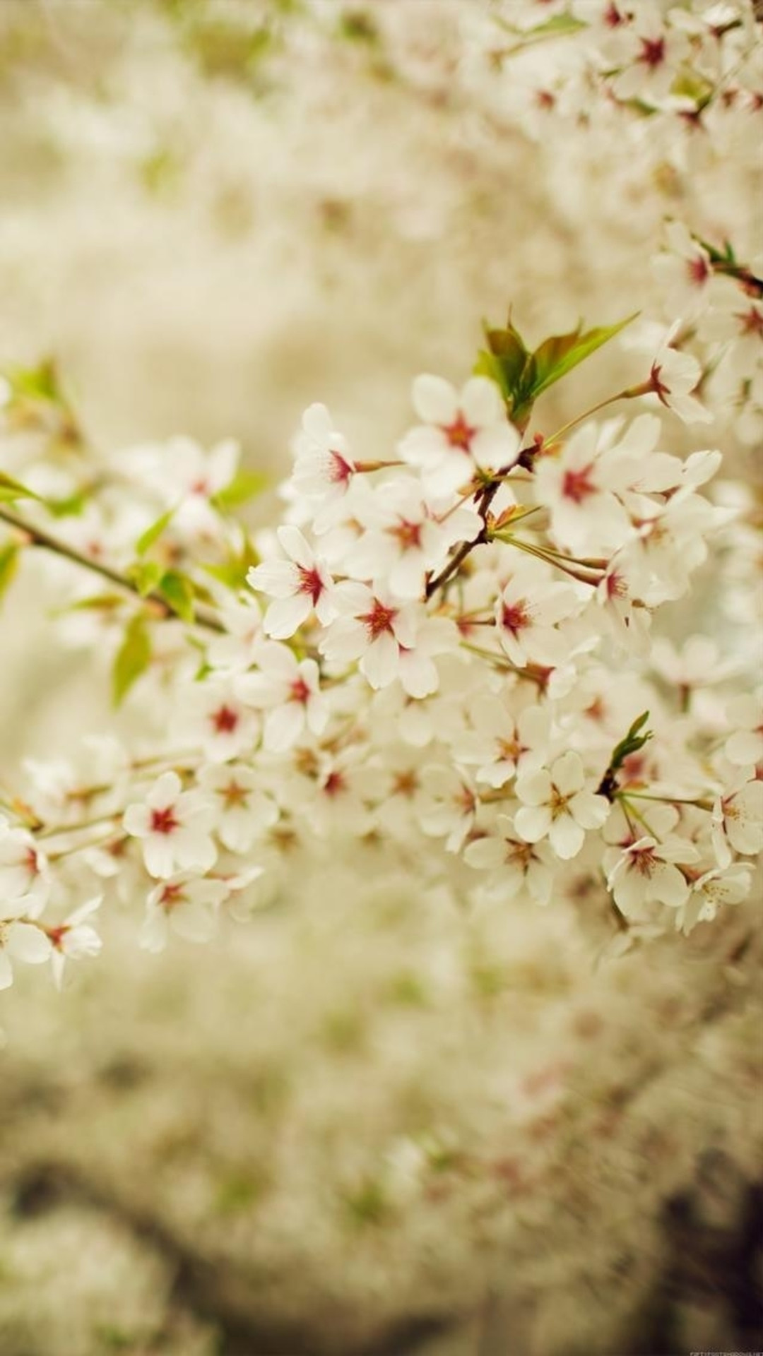 Romantic White Cherry Blossom Branch iPhone 6 wallpaper