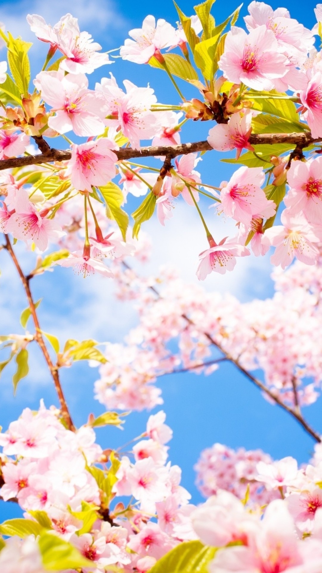 Cherry Blossom, Sakura, Tree, Branches, Spring