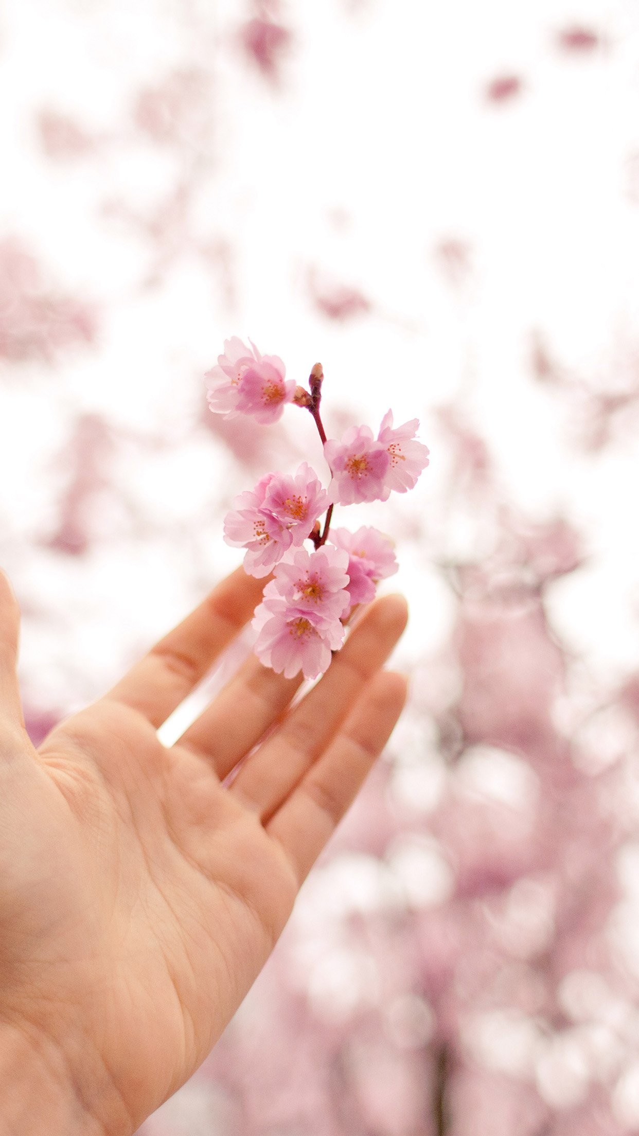 Spring cherry blossom bokeh nature iphone 7 wallpaper