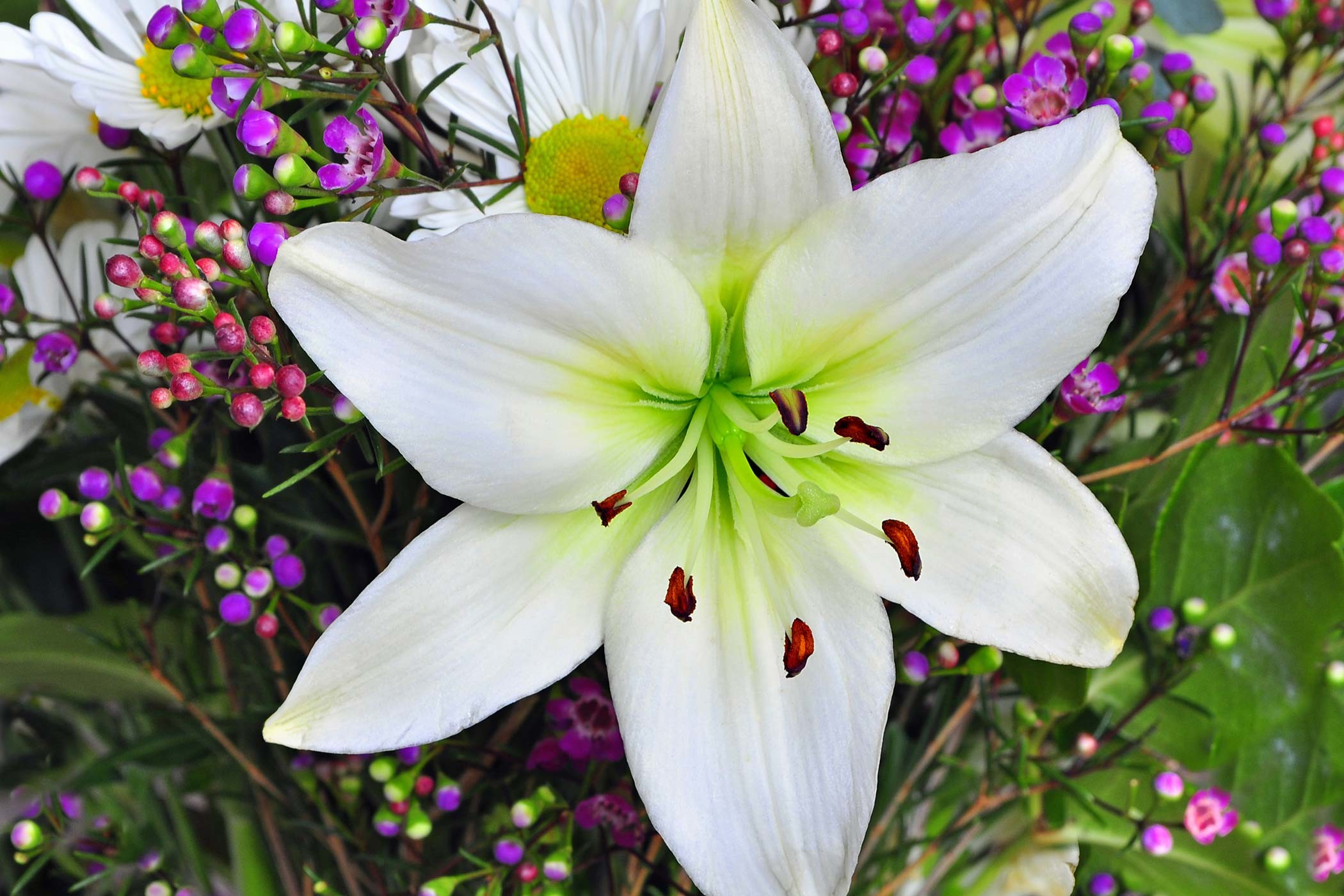102+ Easter Lily