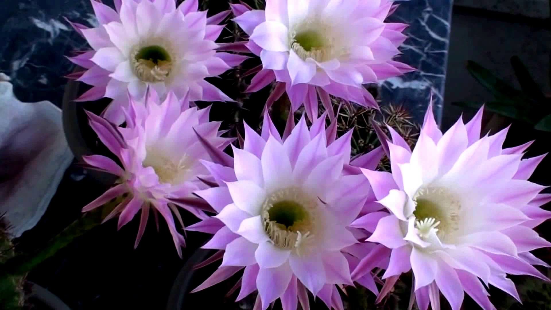 Violet Easter Lily Cactus